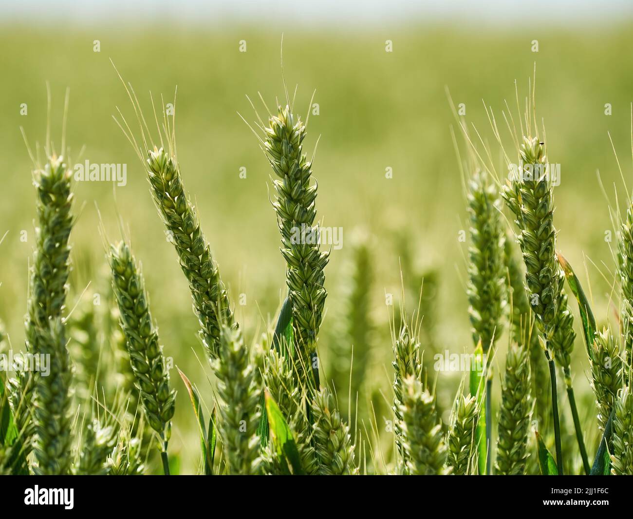 Angolo basso primo piano di alcune orecchie di grano illuminate dalla schiena in un campo di grano illuminato dal sole, con il resto del campo in forte de-focus dietro. Foto Stock