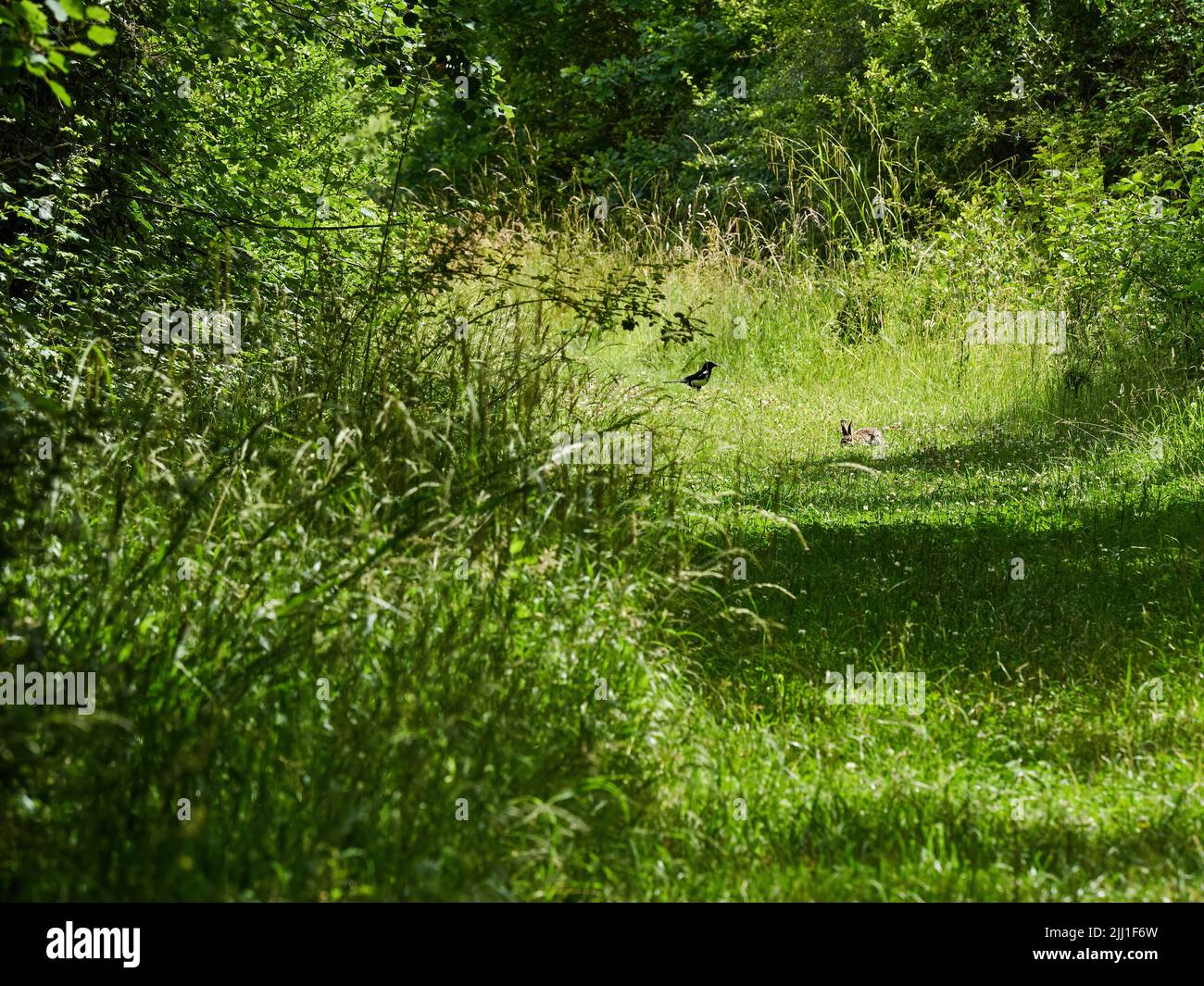 Un coniglio selvatico e una magpie alla curva di un sentiero erboso nella luce del sole splendente e oppresso di alcuni boschi del Regno Unito. Foto Stock