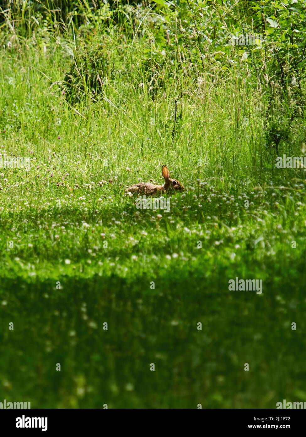 Un coniglio selvatico catturato unawares fuori l'in aperto di un sentiero erboso nella luce solare luminosa e appiccata di alcuni boschi britannici. Foto Stock