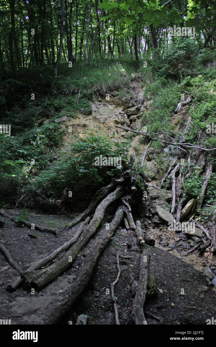 Lotto di rami di alberi rotti che giacciono al terreno. Piccola collina di sabbia dietro. Foto Stock