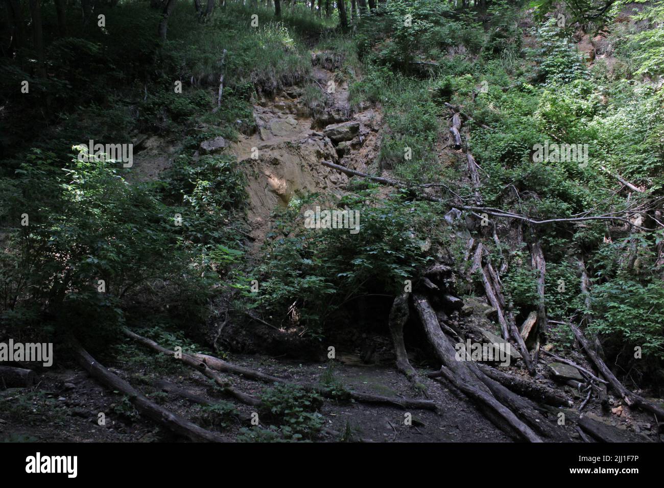 Lotto di rami di alberi rotti che giacciono al terreno. Piccola collina di sabbia dietro. Foto Stock