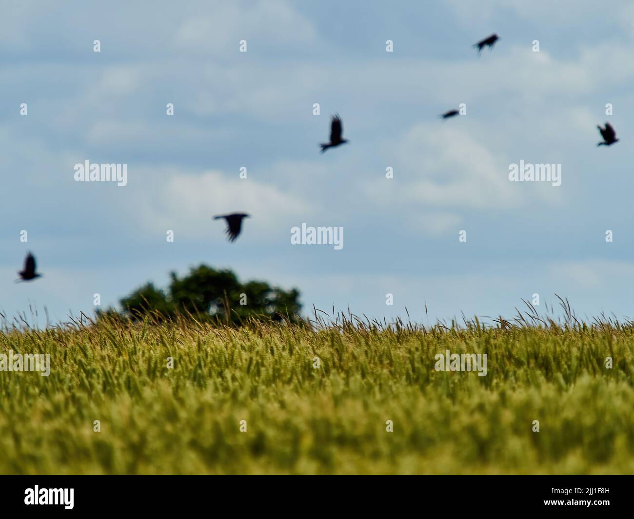 Un gregge di corvi sembra arrangiarsi in un composito di stop motion impressionistico del loro percorso di volo, su un campo di grano spazzato dal vento. Foto Stock