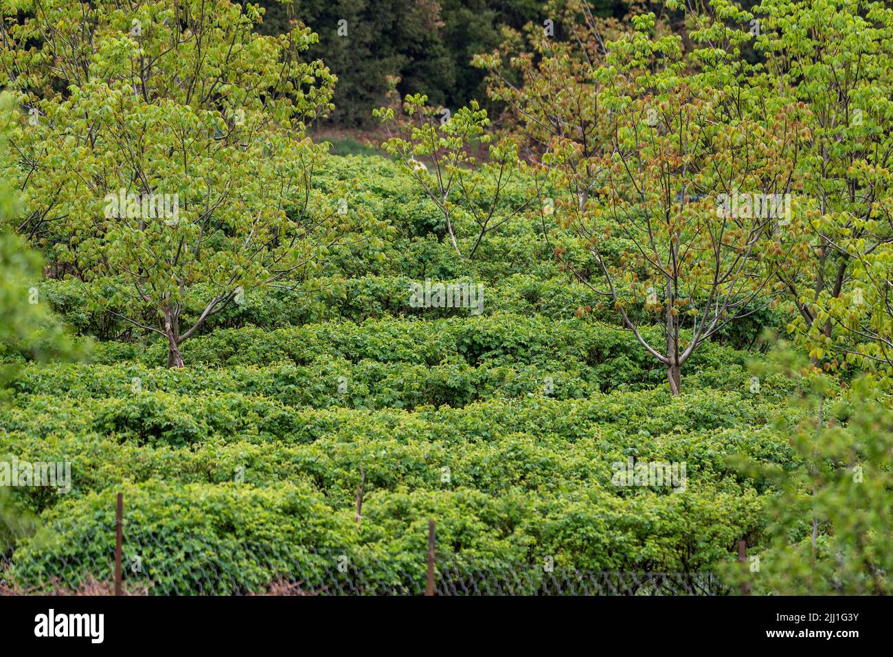 Fuoco selettivo sparato di rose crescenti. Foto Stock