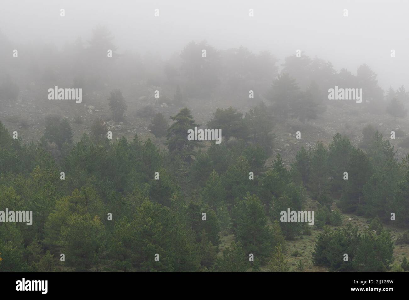 Fuoco selettivo girato dalla vista opposta della foresta di montagna nella nebbia. Foto Stock