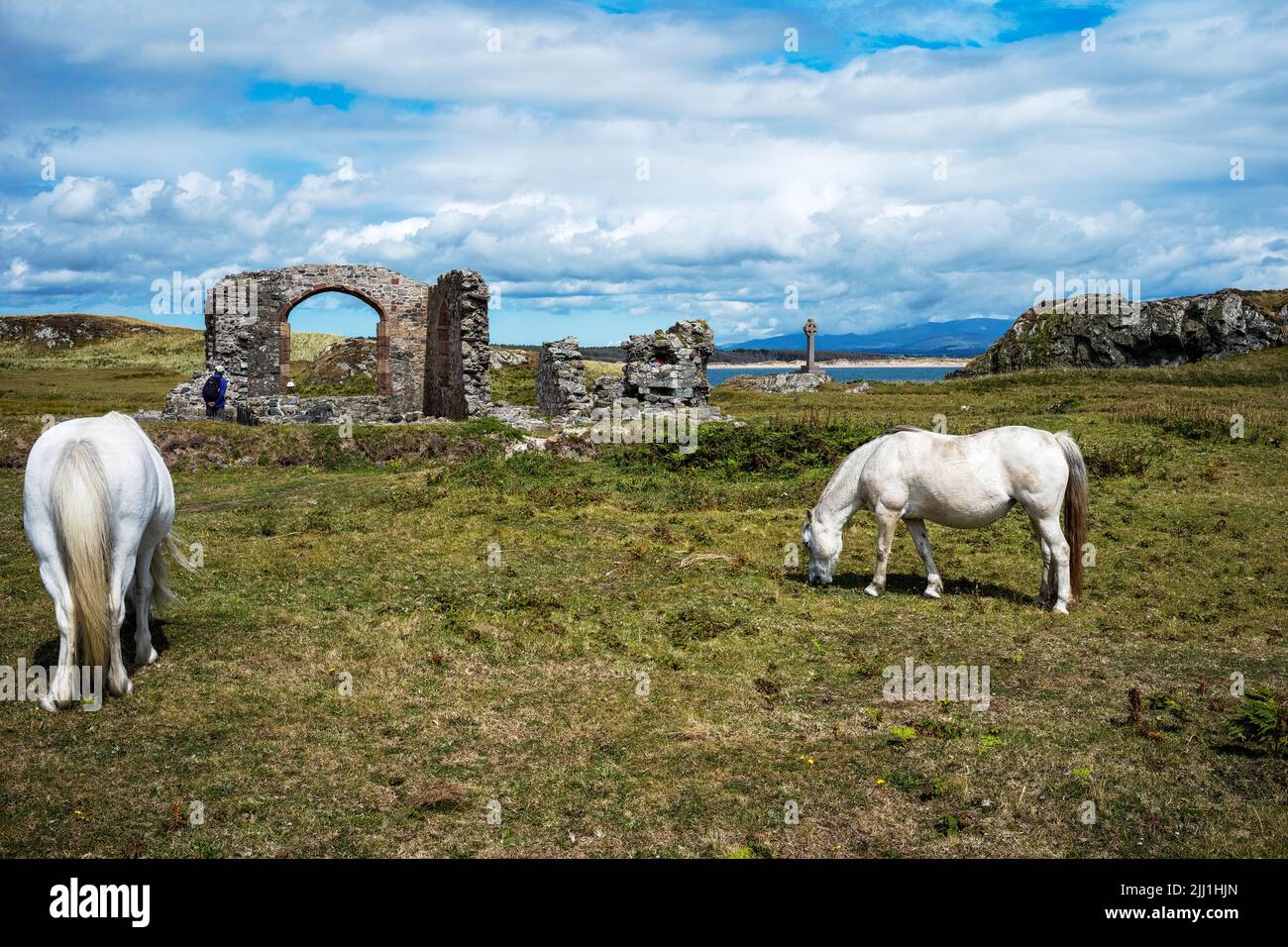 Ponies selvaggio pascolo vicino alle rovine della chiesa di St Dwynwens, Llanddwyn Island, Anglesey, Galles Foto Stock