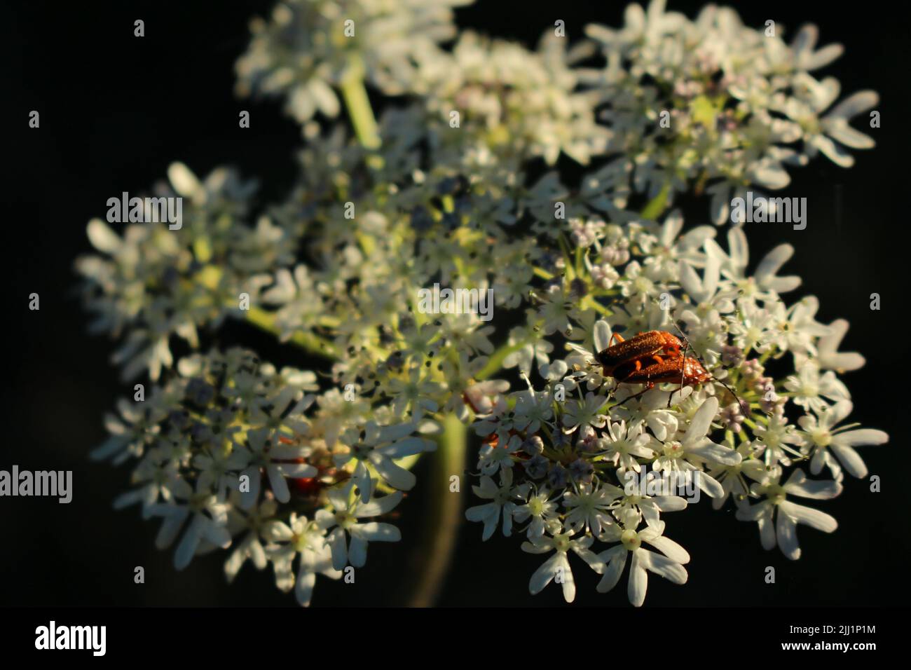 Scarafaggi soldato rosso comune (Rhagonycha fulva) su un fiore bianco ombellifer al tramonto in estate Foto Stock