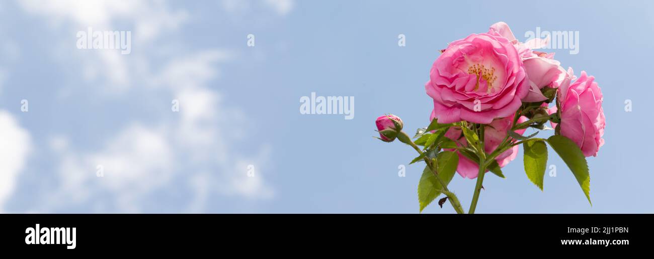 Rosa rose contro il cielo blu Foto Stock