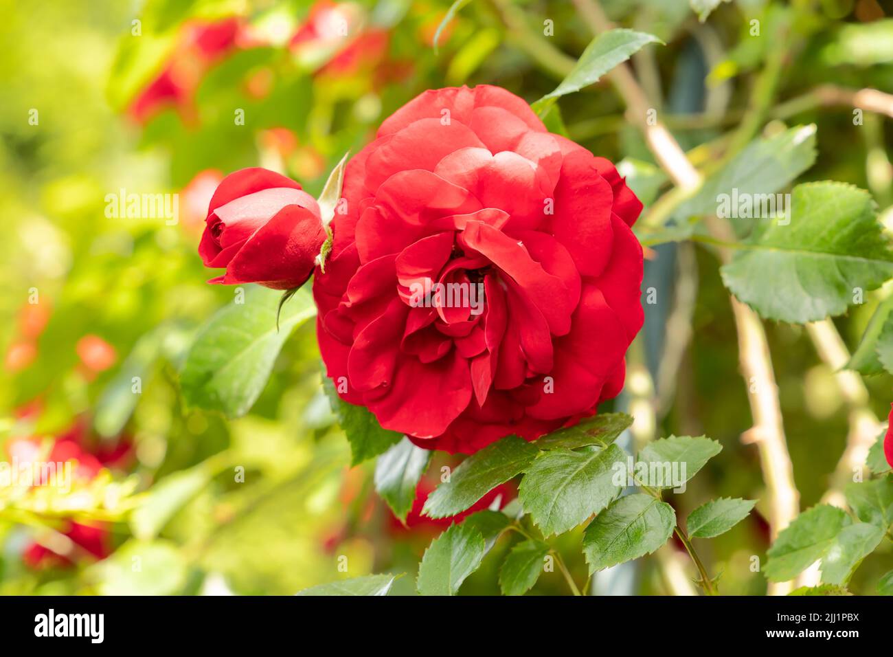 Close up red rose Foto Stock