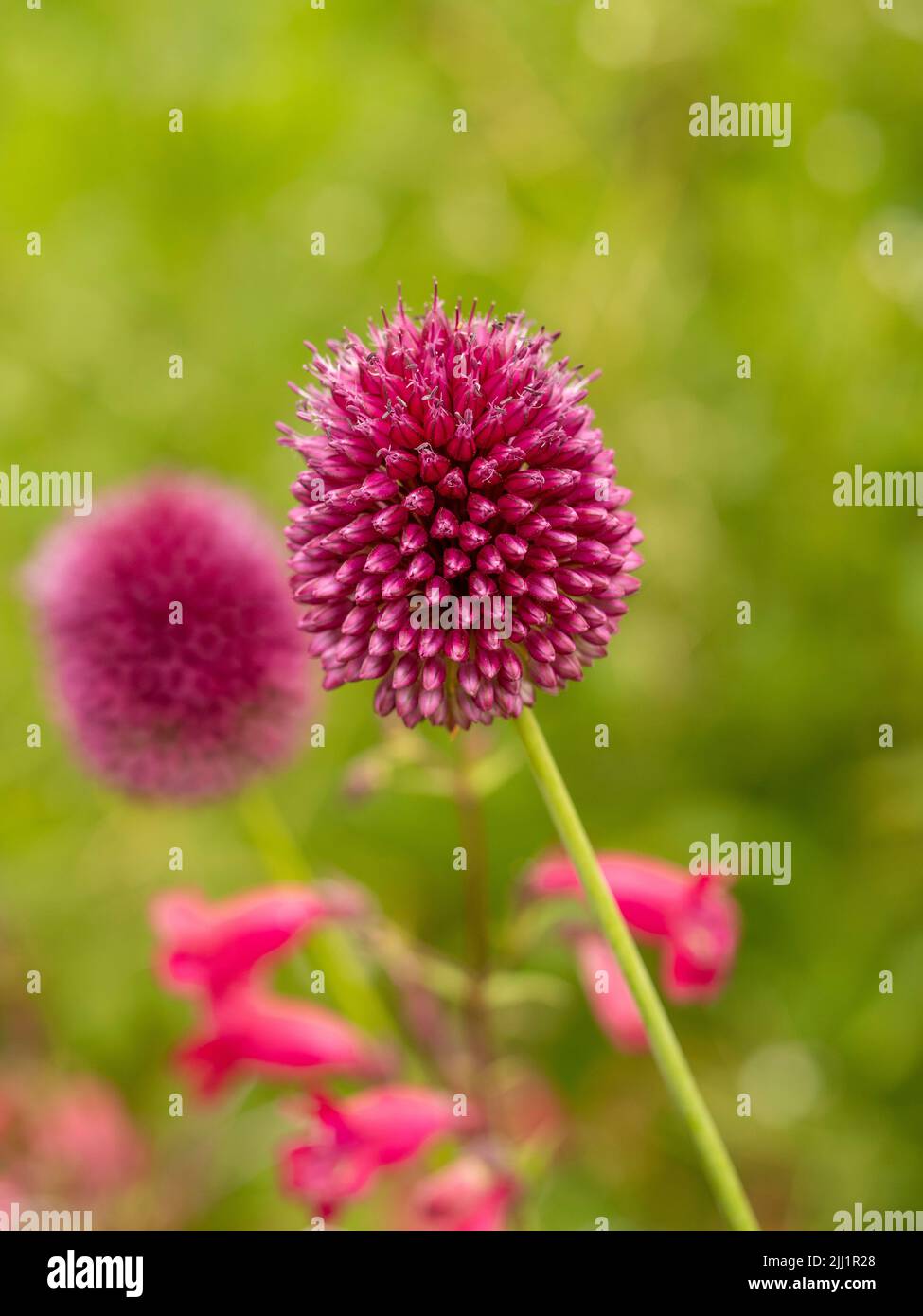 Fiori di colore magenta di Allium sphaerocephalon che crescono in un giardino del Regno Unito. Foto Stock