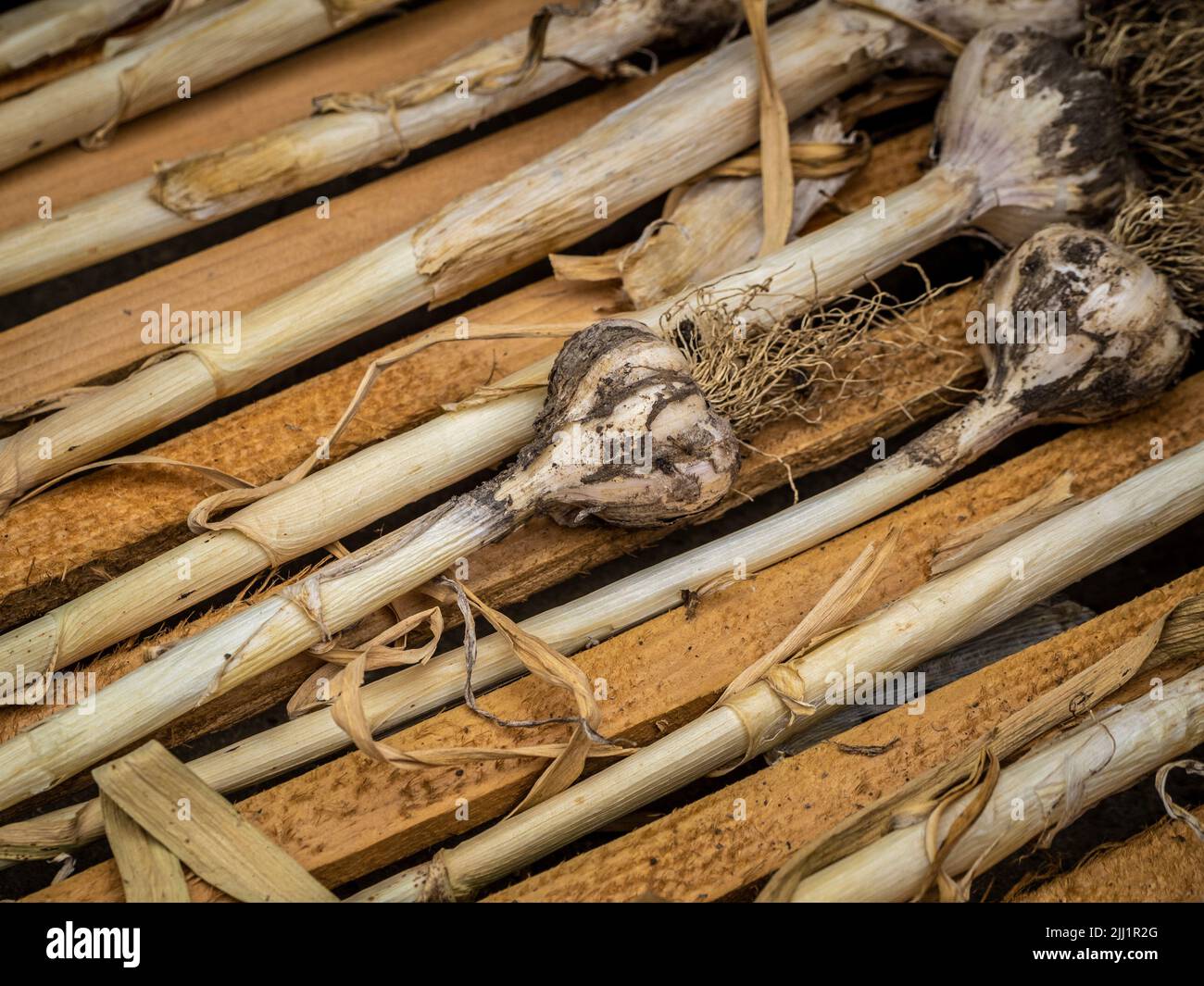Bulbi d'aglio raccolti che asciugano su una panca di legno a doghe. Foto Stock