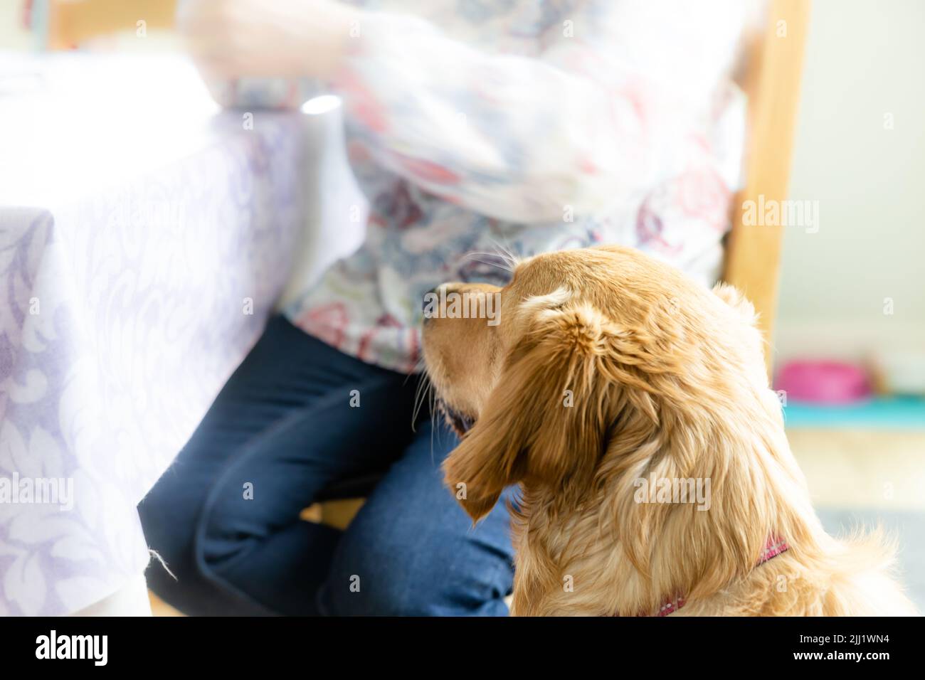 Curious Canine in Home Setting Waiting Patiently, or Doggy Dinner Companion, cane di servizio, cane che fornisce mentalk salute o benessere benefici Foto Stock