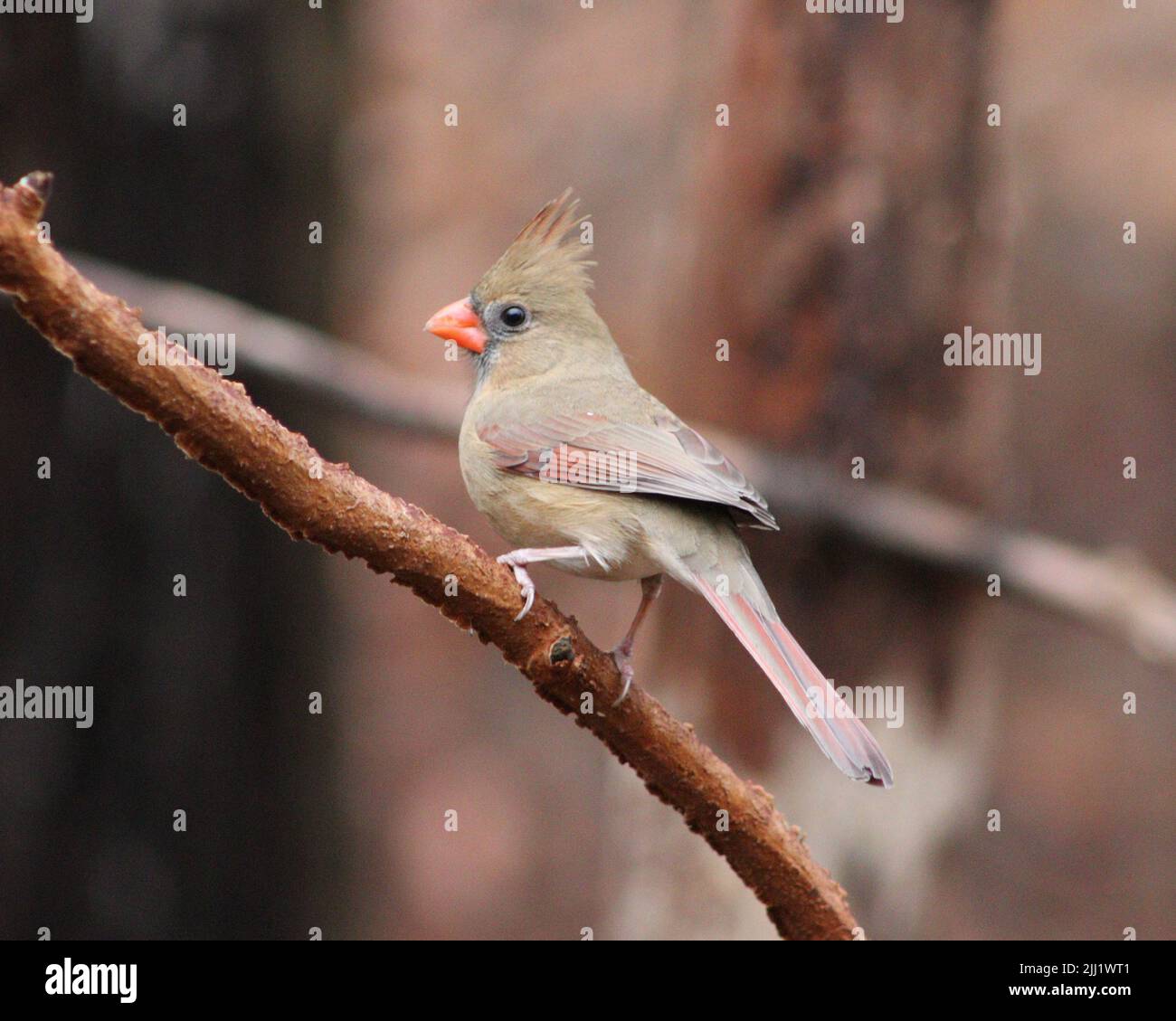 Un primo piano poco profondo di un piccolo uccello cardinale seduto su un ramo di albero Foto Stock