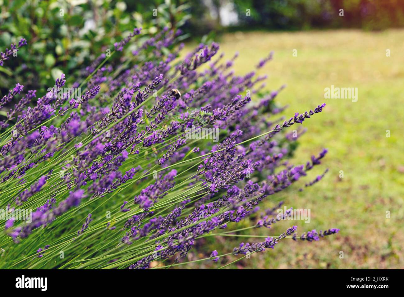 Cespuglio di lavanda fiorito nel cortile nel giardino. Coltivazione della lavanda e cura del giardino Foto Stock