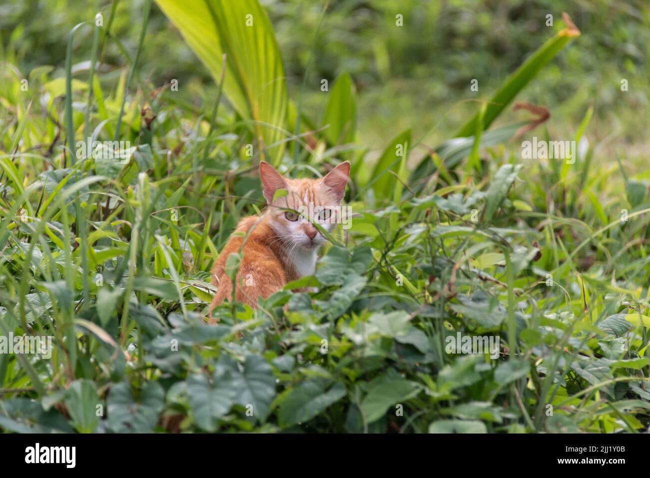 Il giovane gattino di tabby randagio guarda fuori da un'erba fitta in una foresta pluviale a Tobago. Isola caraibica, gattino perduto, gatto randagio, spay e neutro. Foto Stock
