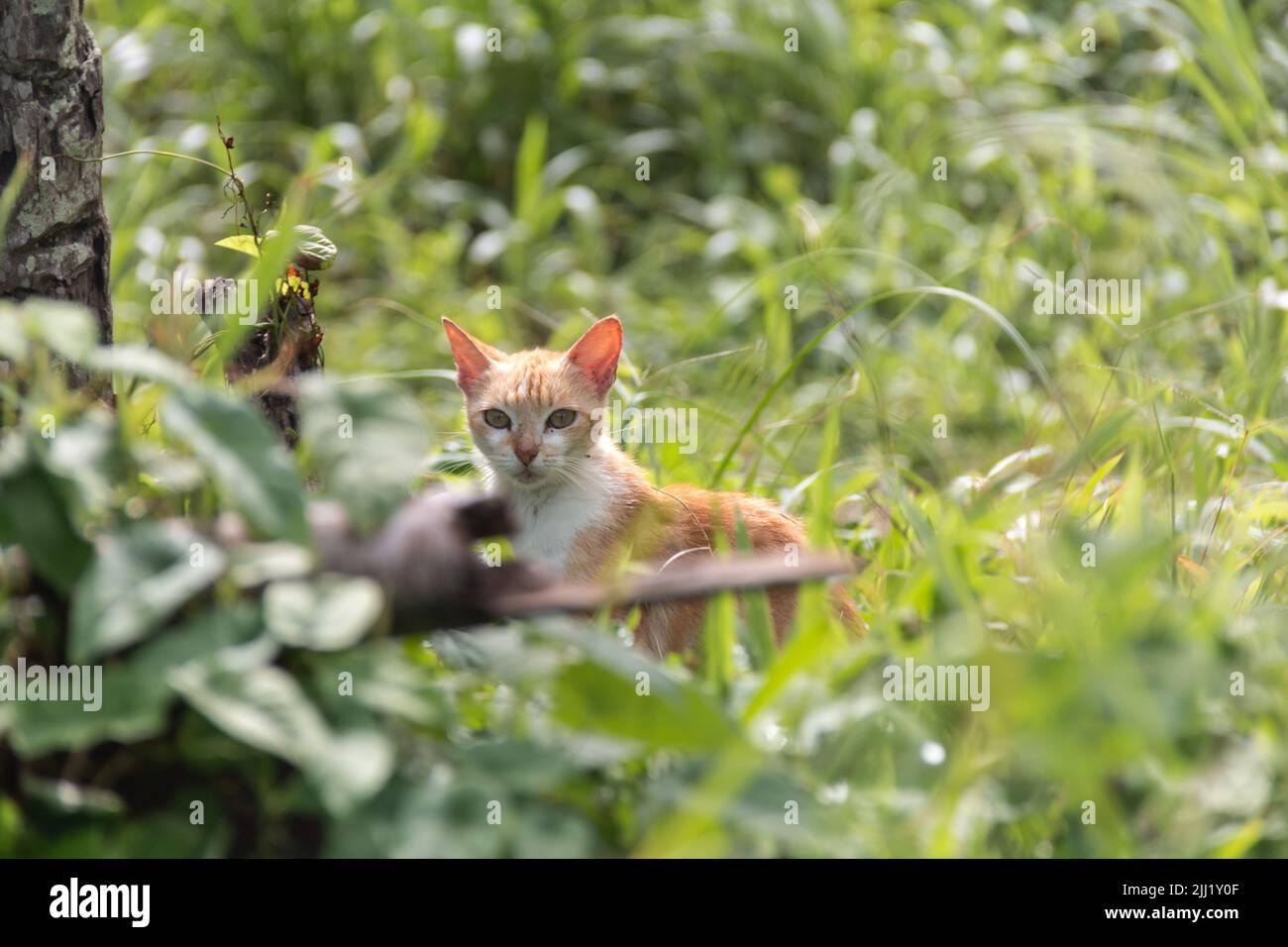 Il giovane gattino di tabby randagio guarda fuori da un'erba fitta in una foresta pluviale a Tobago. Isola caraibica, gattino perduto, gatto randagio, spay e neutro. Foto Stock