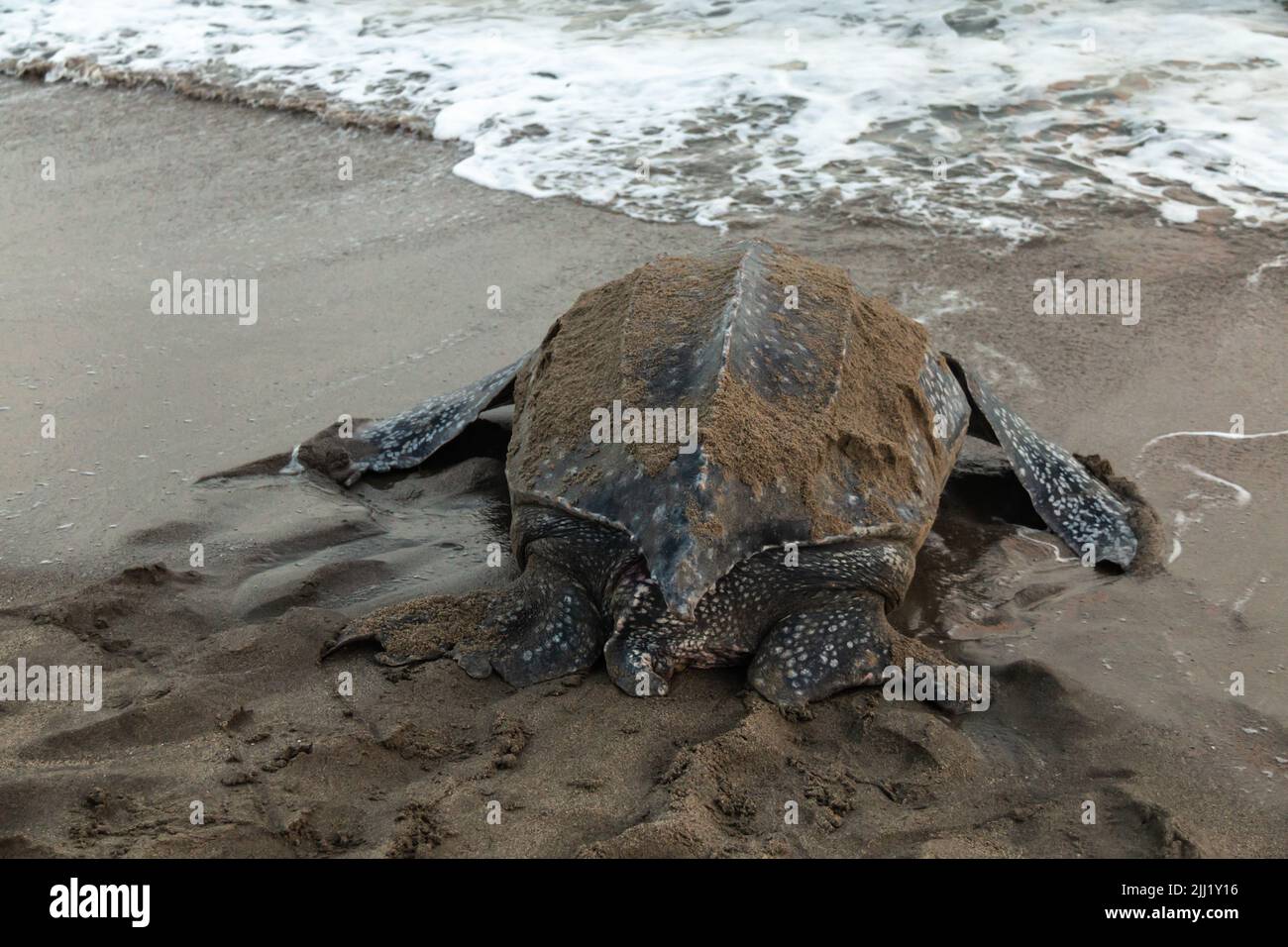 Primo piano di una tartaruga marina leatherback che depone le sue uova durante la stagione di nidificazione di Trinidad e Tobago. Ripresa in Grande Riviere all'alba. Foto Stock
