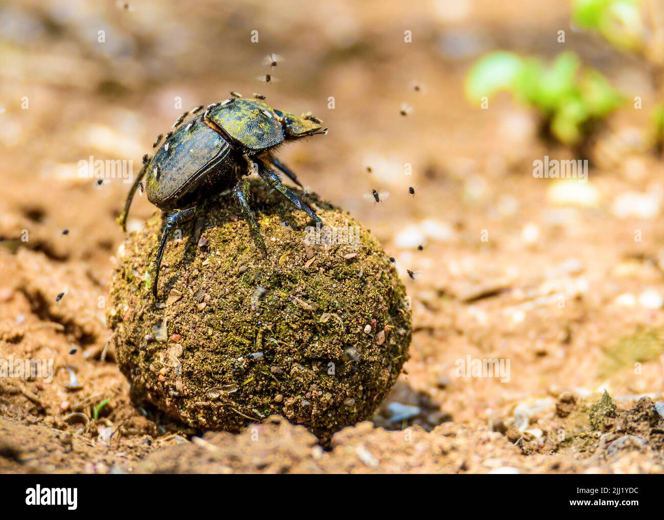 Dung Beetle Sud Africa Foto Stock