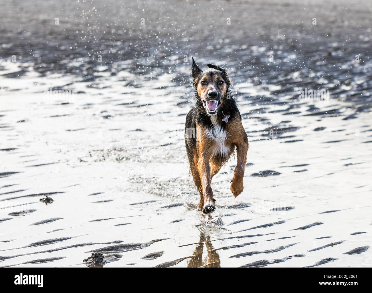 Fountainstown, Cork, Irlanda. 22nd luglio 2022. 'Wally' un mix Red Setter che ha divertimento a battere pietre sulla spiaggia a Fountainstown, Co. Cork, Irlanda. - Picture Credit: David Creedon/Alamy Live News Foto Stock