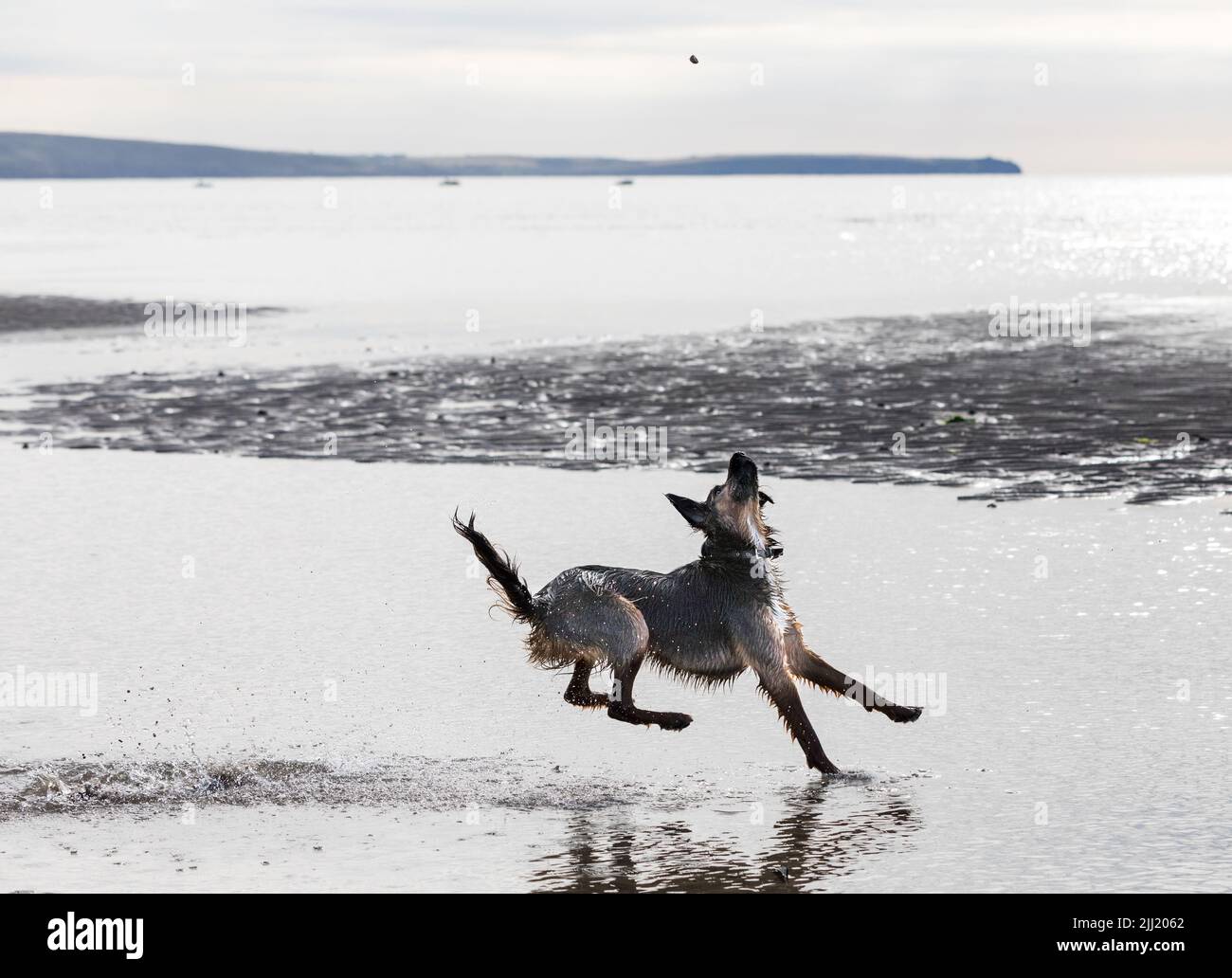 Fountainstown, Cork, Irlanda. 22nd luglio 2022. 'Wally' un mix Red Setter che ha divertimento a battere pietre sulla spiaggia a Fountainstown, Co. Cork, Irlanda. - Picture Credit: David Creedon/Alamy Live News Foto Stock