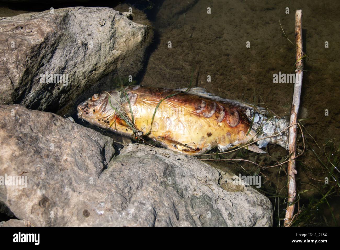​ Un pesce morto puzzolente, forse un persico giallo o una carpa comune, lavato lungo le rocce di una marina dell'isola di Pelee nel lago Erie. Foto Stock