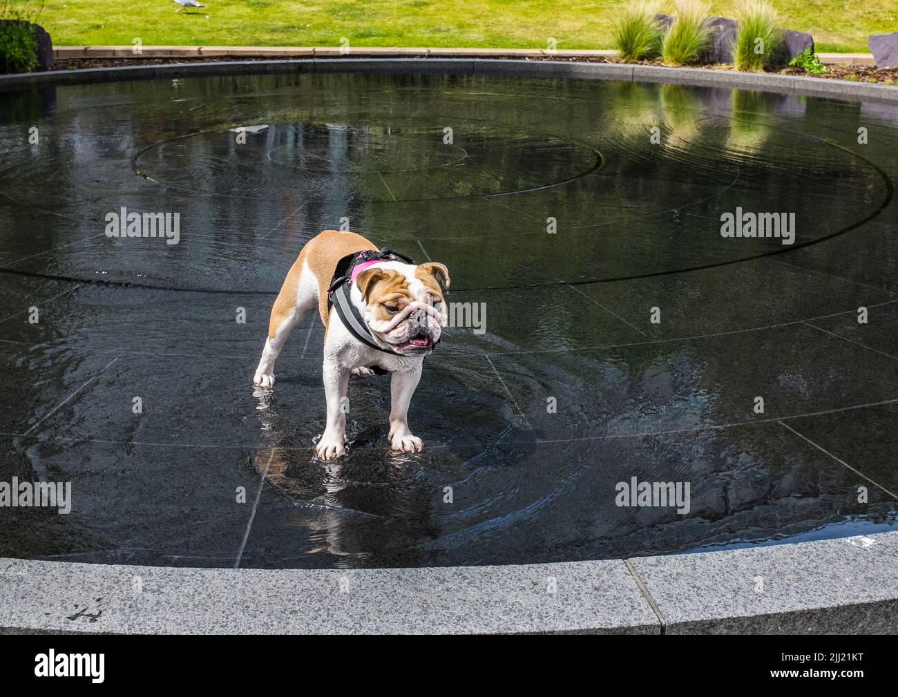 Un cane si raffredda in una caratteristica d'acqua a Liverpool, Inghilterra. Foto Stock