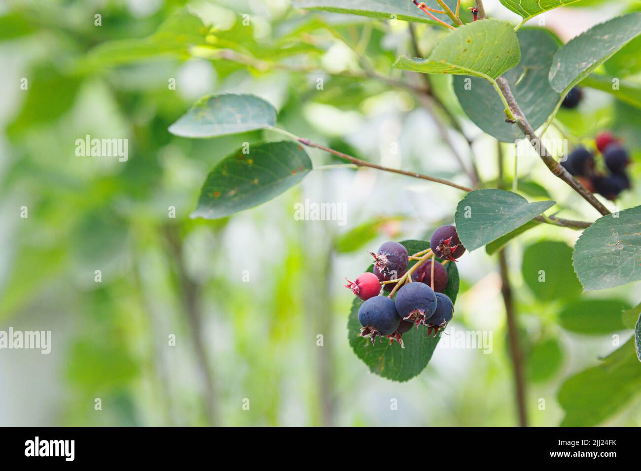 Saskatoon pacific Serviceberry matura frutta, verde e viola Serviceberry Foto Stock