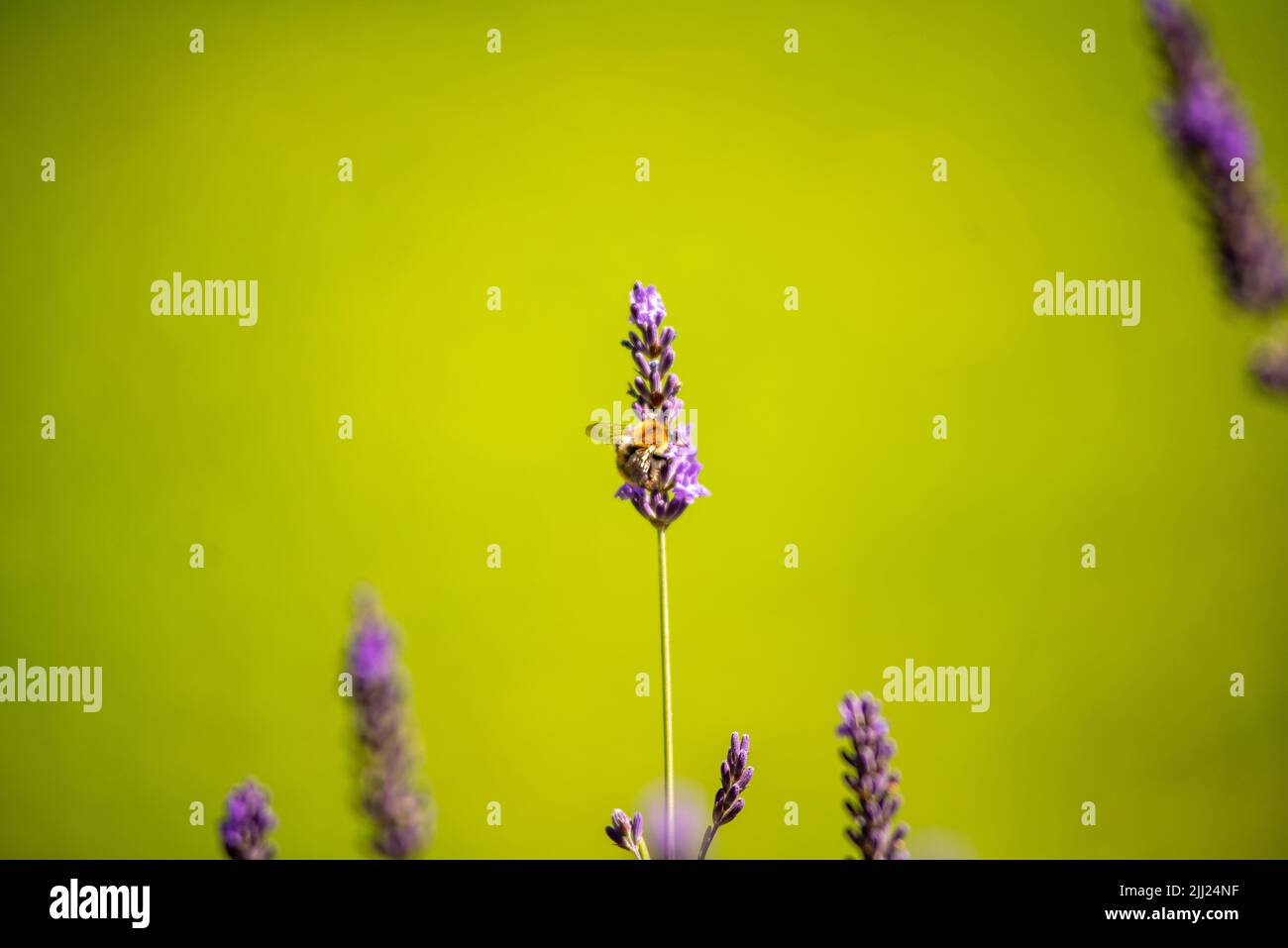 Wildbee raccolta polen da fiore lavendel Foto Stock