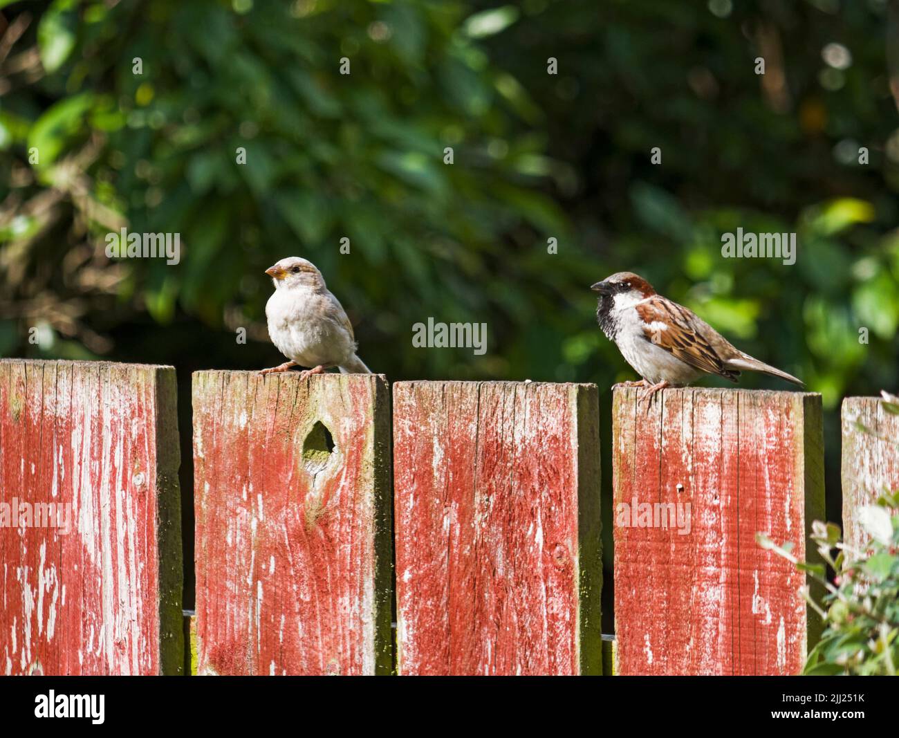 Contrasto di un passero di casa normale, Passer domestica, e uno senza la condizione genetica che porta alla mancanza di pigmento. Foto Stock