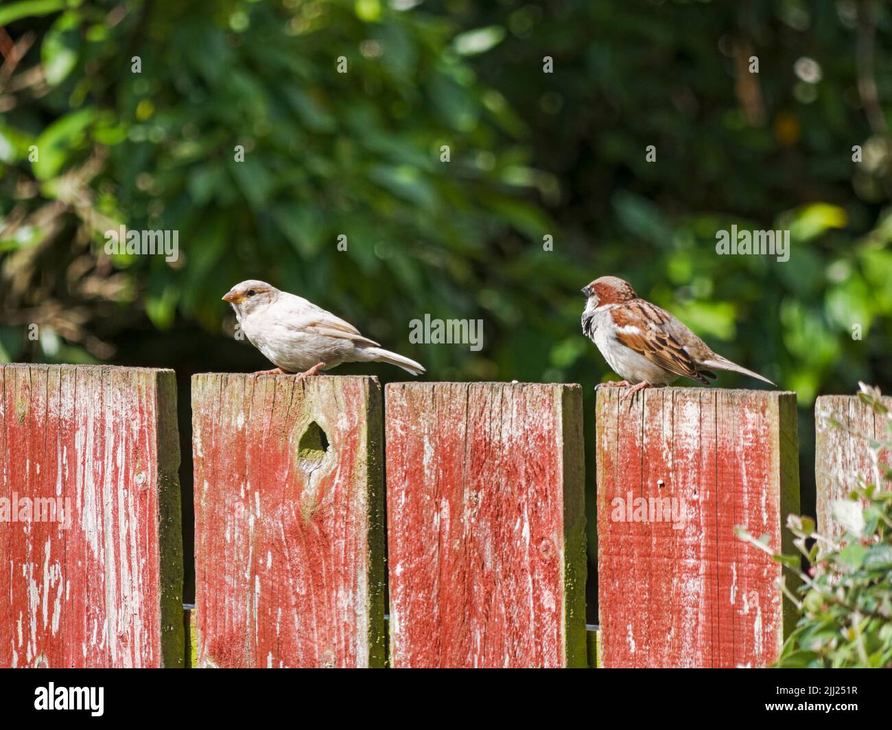 Contrasto di un passero di casa normale, Passer domestica, e uno senza la condizione genetica che porta alla mancanza di pigmento. Foto Stock