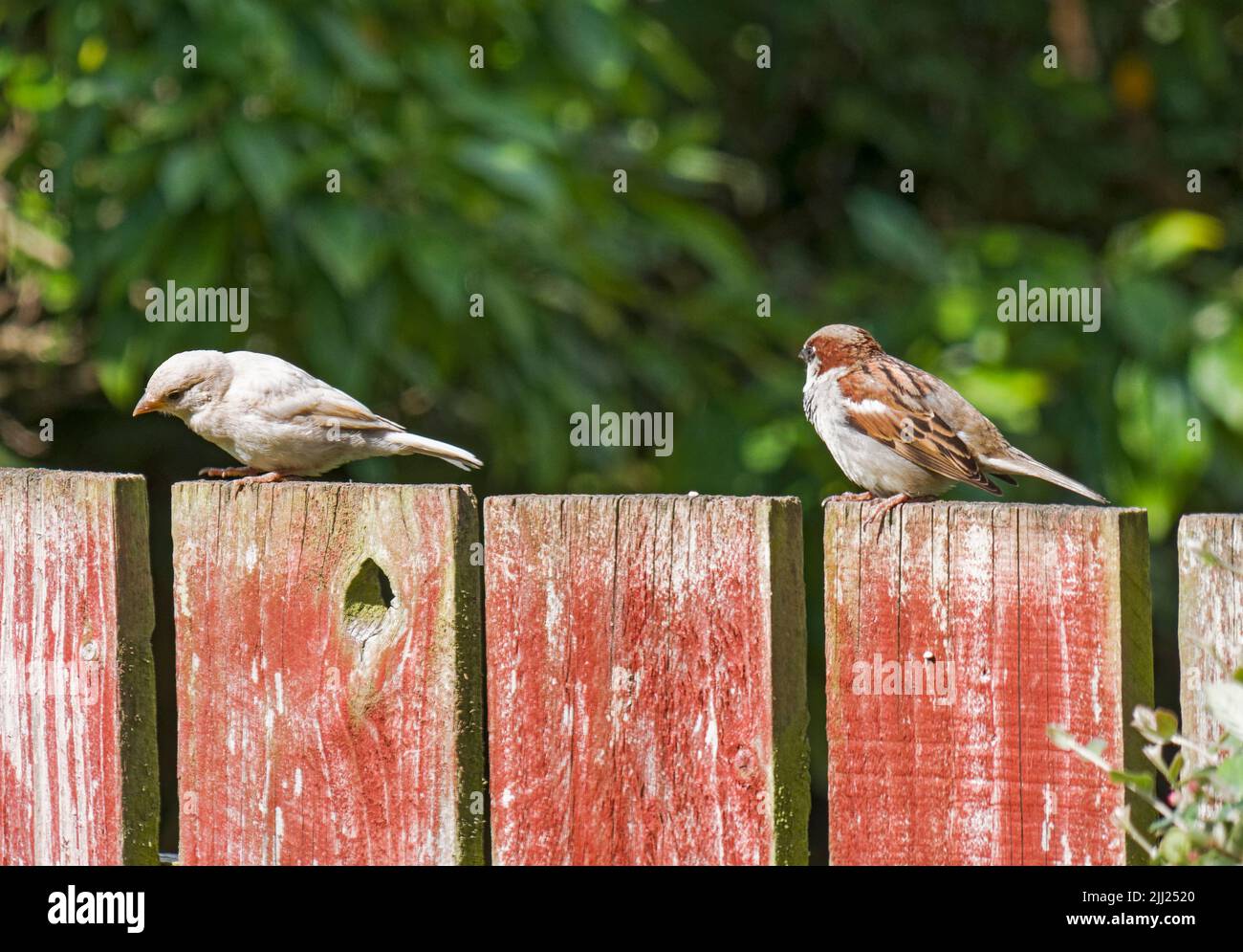Contrasto di un passero di casa normale, Passer domestica, e uno senza la condizione genetica che porta alla mancanza di pigmento. Foto Stock