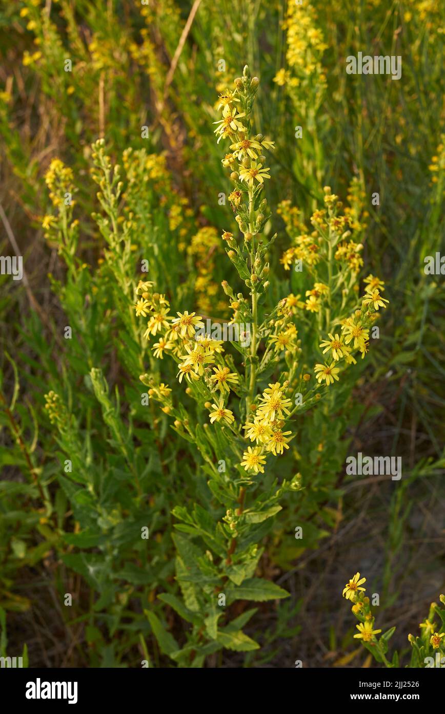 Dittrichia viscosa in fiore Foto Stock