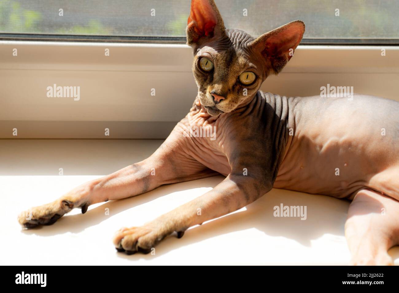 Gatto sfinge marrone senza capelli sul davanzale. Foto Stock