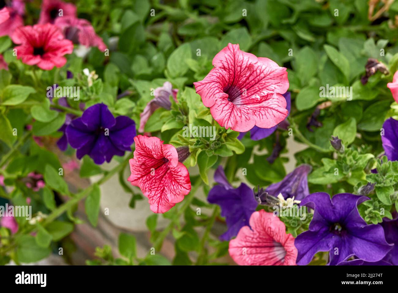 Petunia atkinsiana fiori colorati Foto Stock