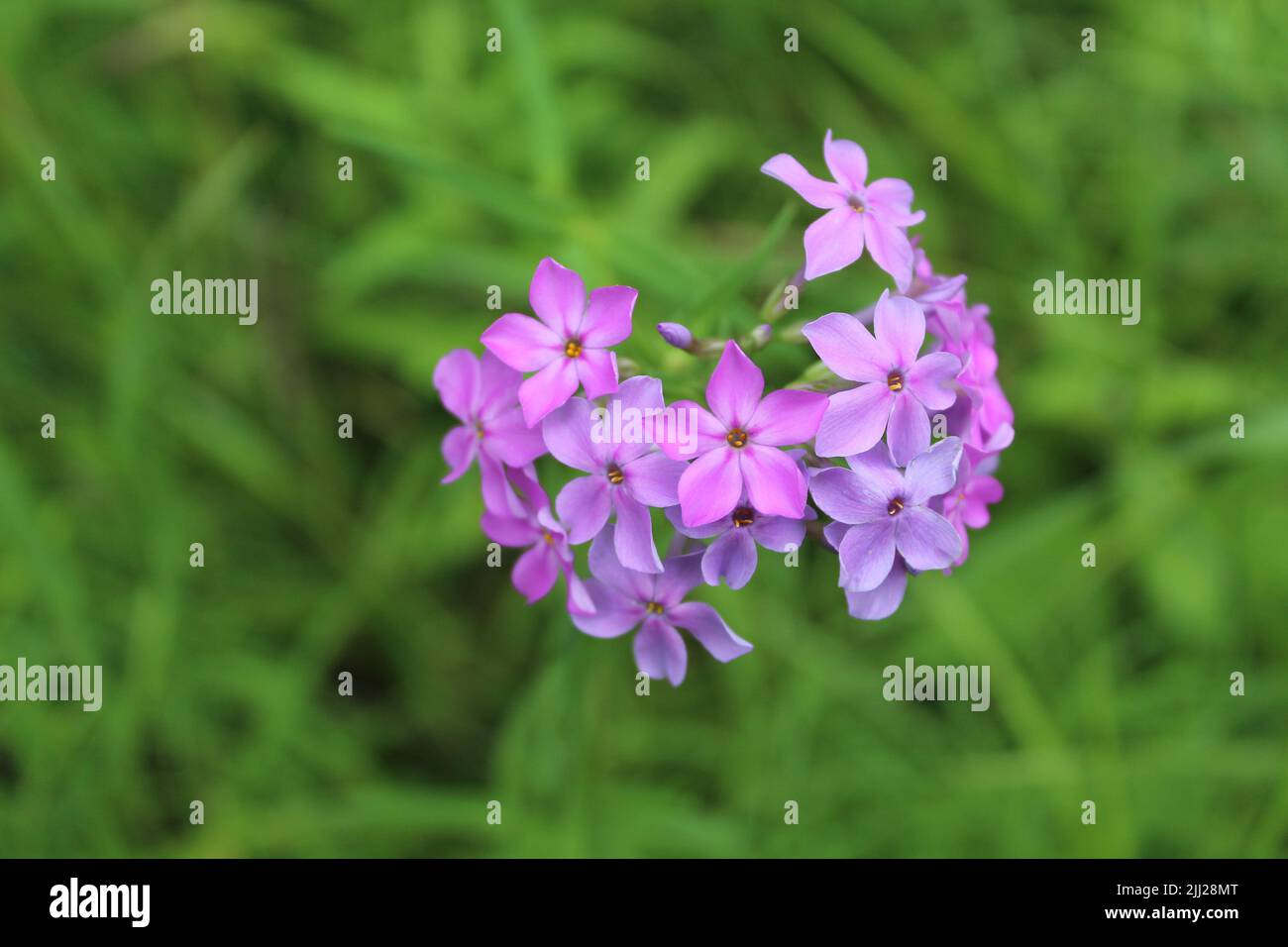 Closeup estivo a Miami Woods a Morton Grove, Illinois Foto Stock