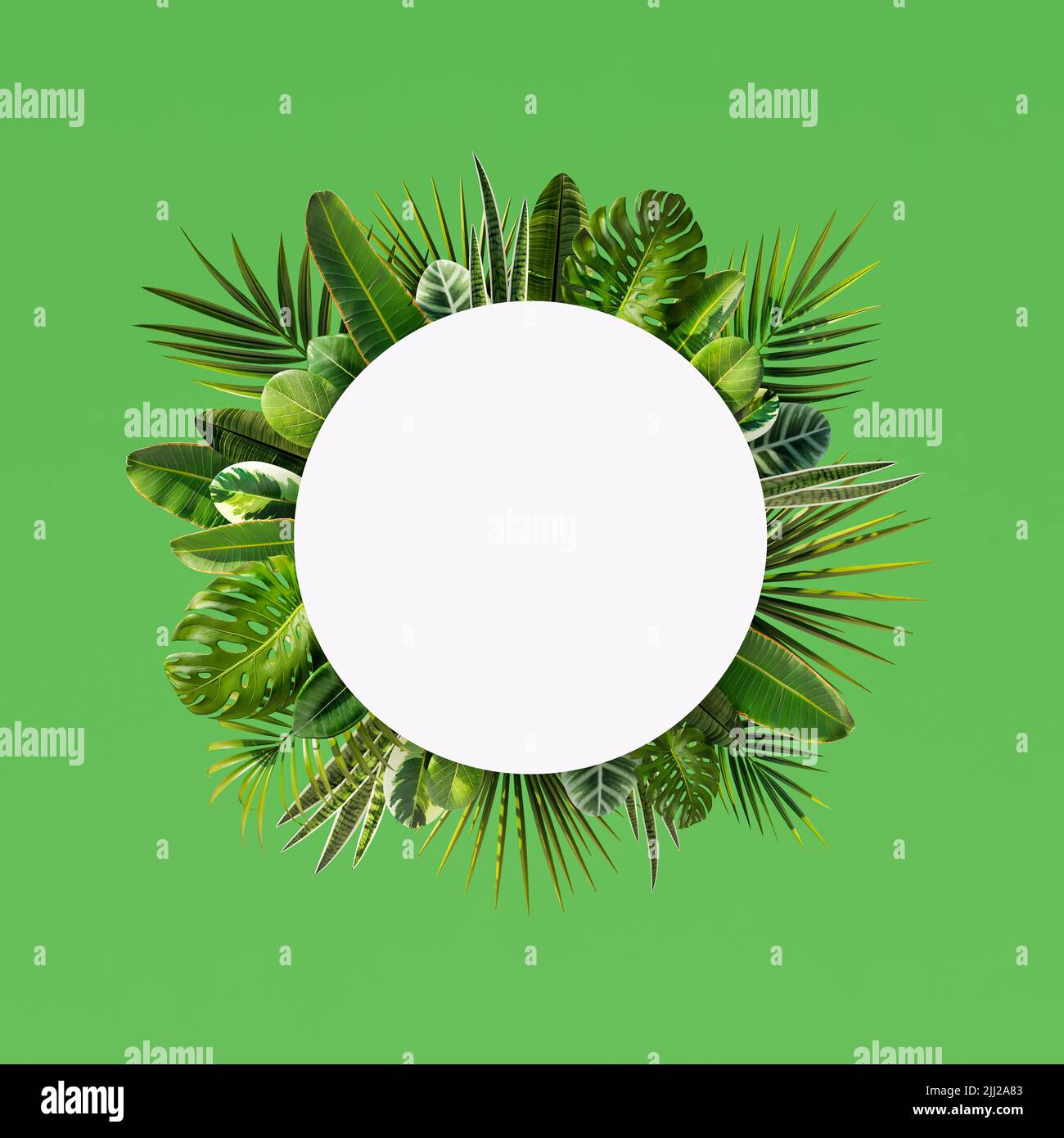 Cerchio bianco vuoto con molte palme e altre foglie su sfondo verde 3D Render 3D Illustrazione Foto Stock