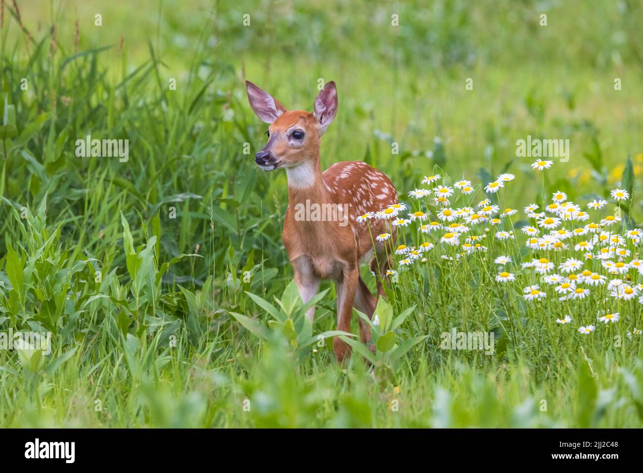 White-tailed fawn in Wisconsin settentrionale. Foto Stock