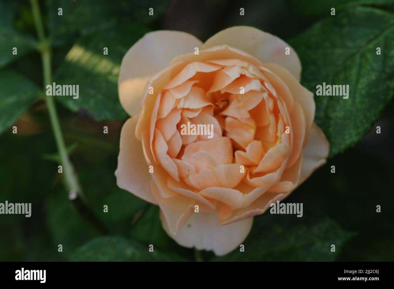 David Austin Rosa Dolce Juliet Apricot colore Foto Stock