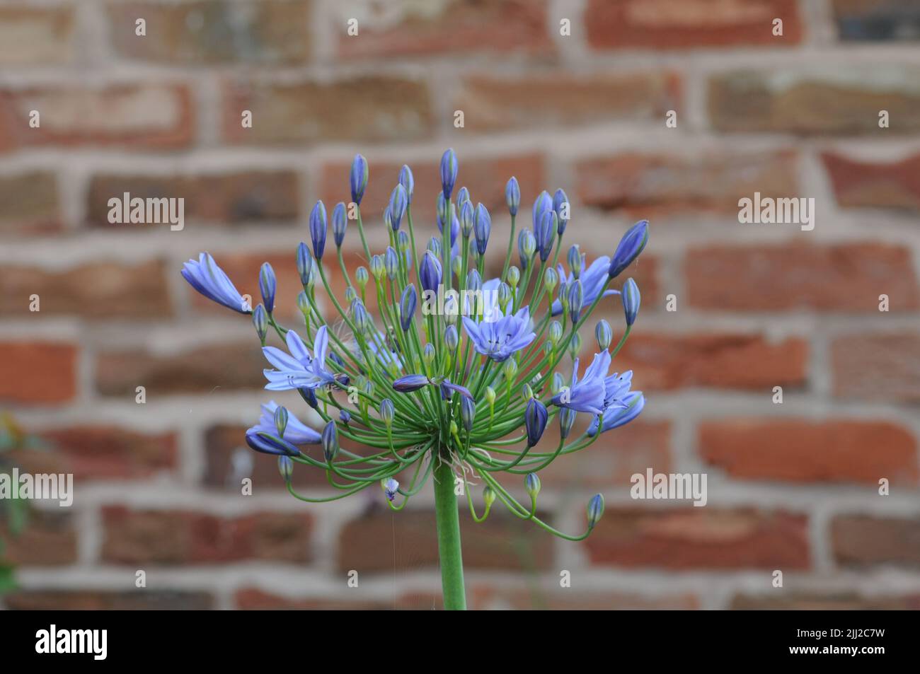 Agapanthus Africal Lily Blue Globe Flowerhead Foto Stock