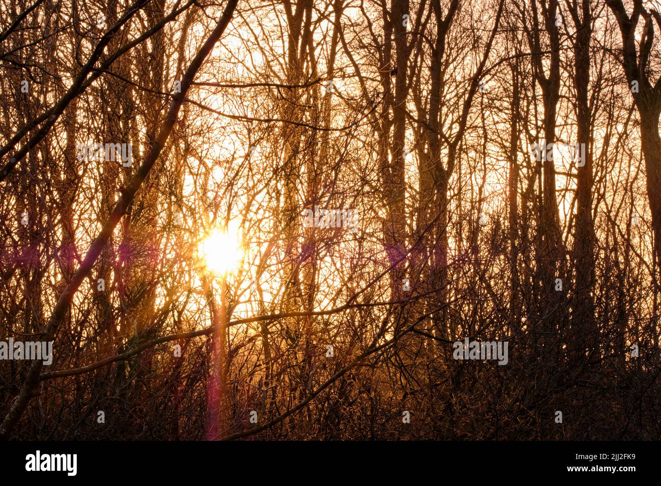 Il sole splendere attraverso un gruppo di alberi in una foresta all'aperto nella natura al tramonto. Vista da vicino di fitti boschi con sole che arriva in anticipo Foto Stock