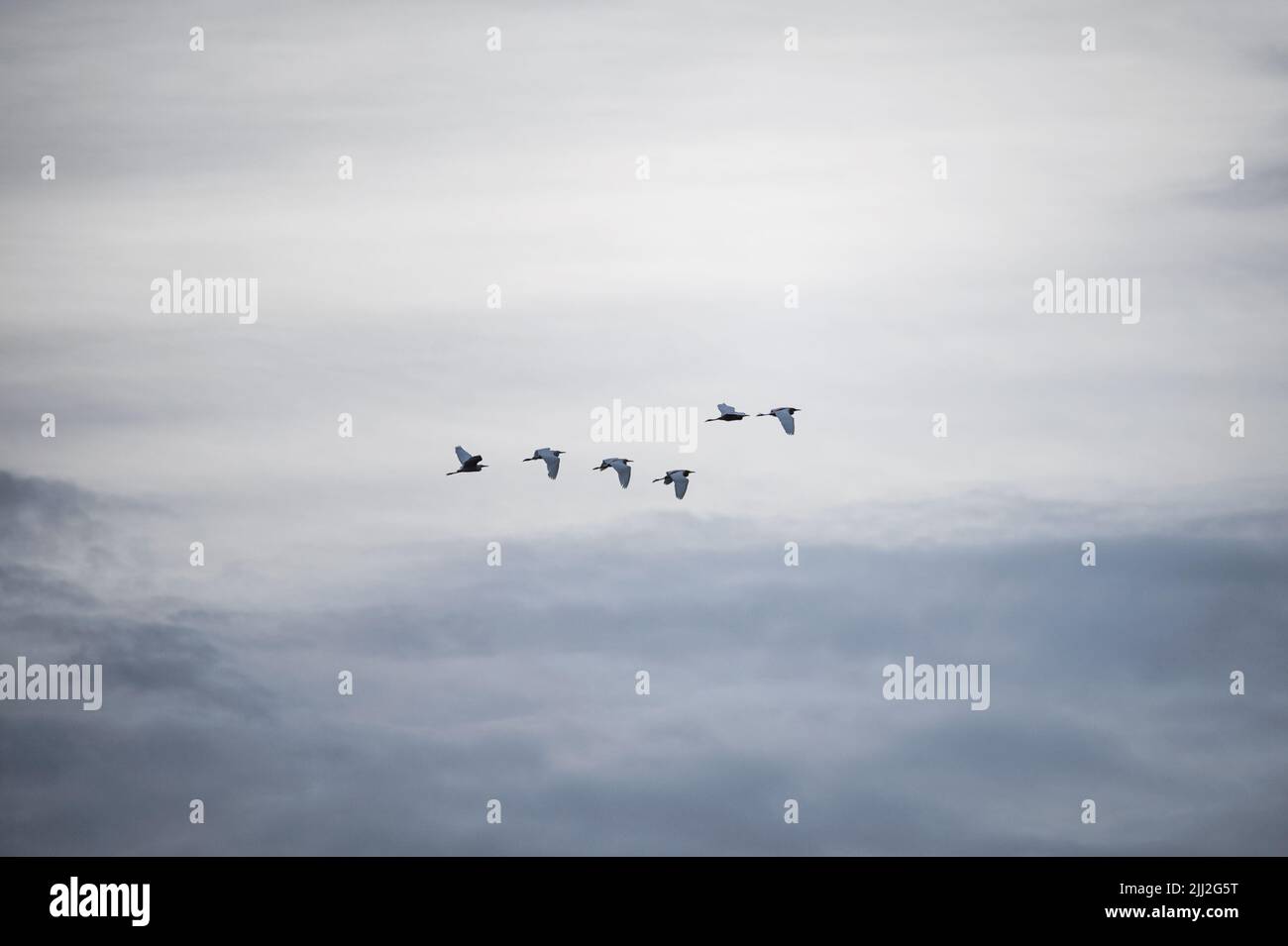 Harmony Flock di uccello che volano a mezz'aria di sera Foto Stock