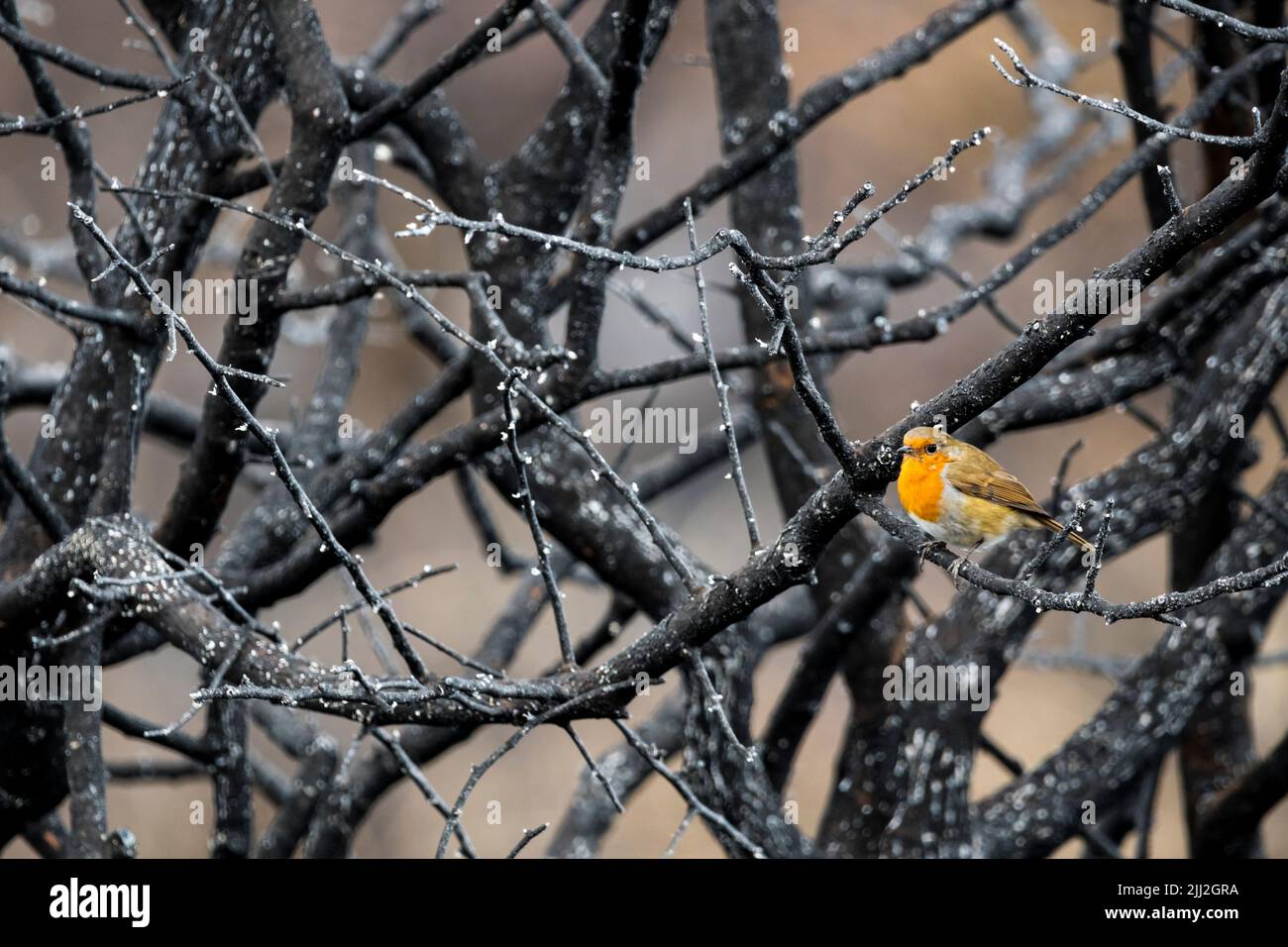 Robin, Erithacus rubecula, in cespuglio distrutto nel fuoco del Parco Nazionale di Snettisham sulla riva orientale del Lavatoio, durante l'ondata di caldo del luglio 2022. Foto Stock
