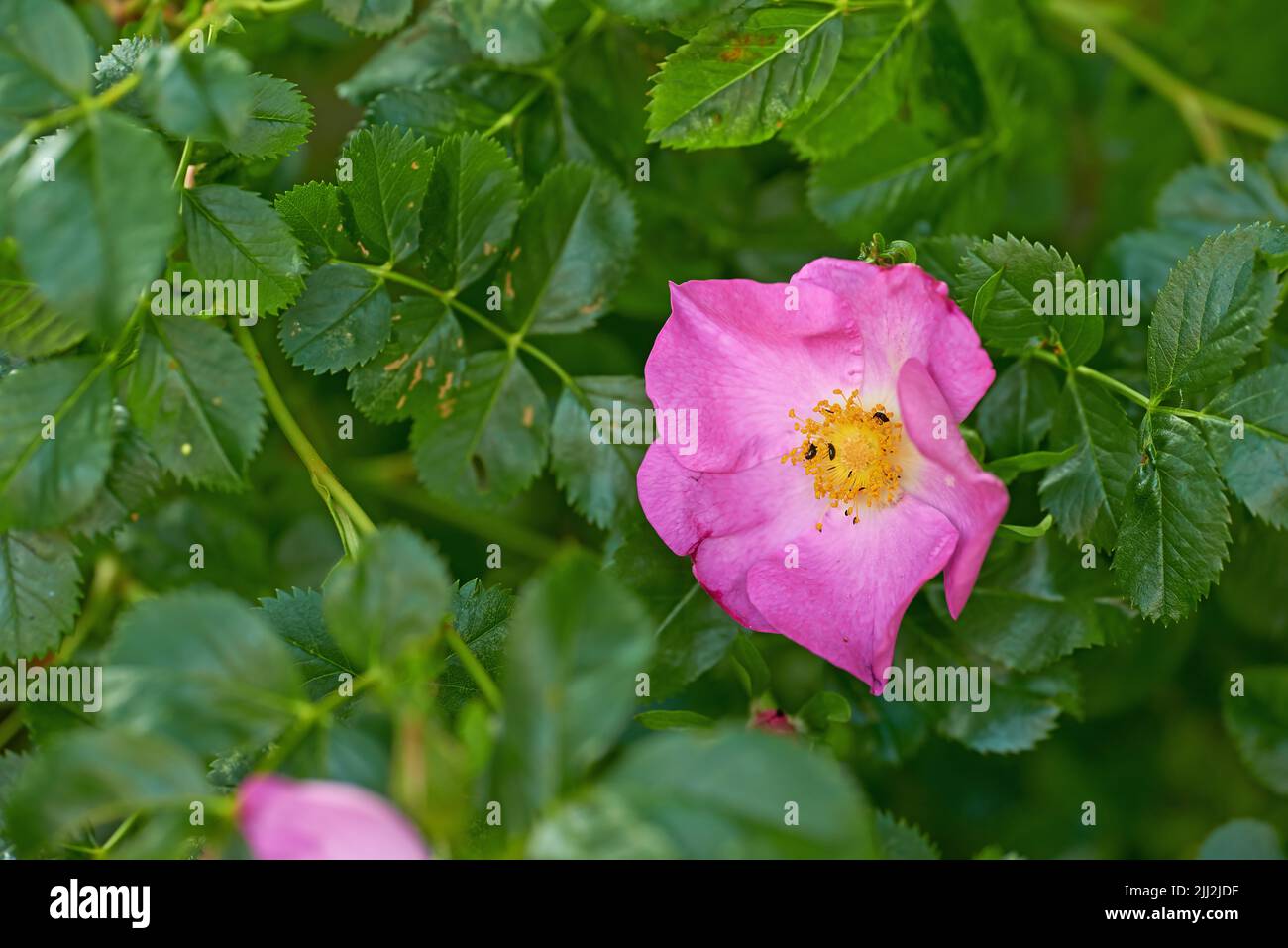 Rosa selvaggia pungente con insetti afidi neri che si nutrono di polline in un giardino. Primo piano di una graziosa pianta rosa fiorente che fiorisce tra le foglie vibranti Foto Stock