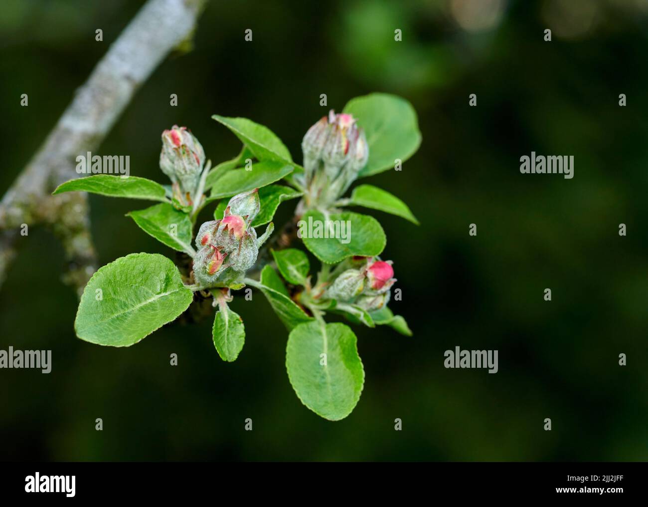 Primo piano di un fiore di mela che cresce su un albero in un giardino cortile in estate. Frutta coltivata su rami di un albero in un ambiente naturale in primavera Foto Stock