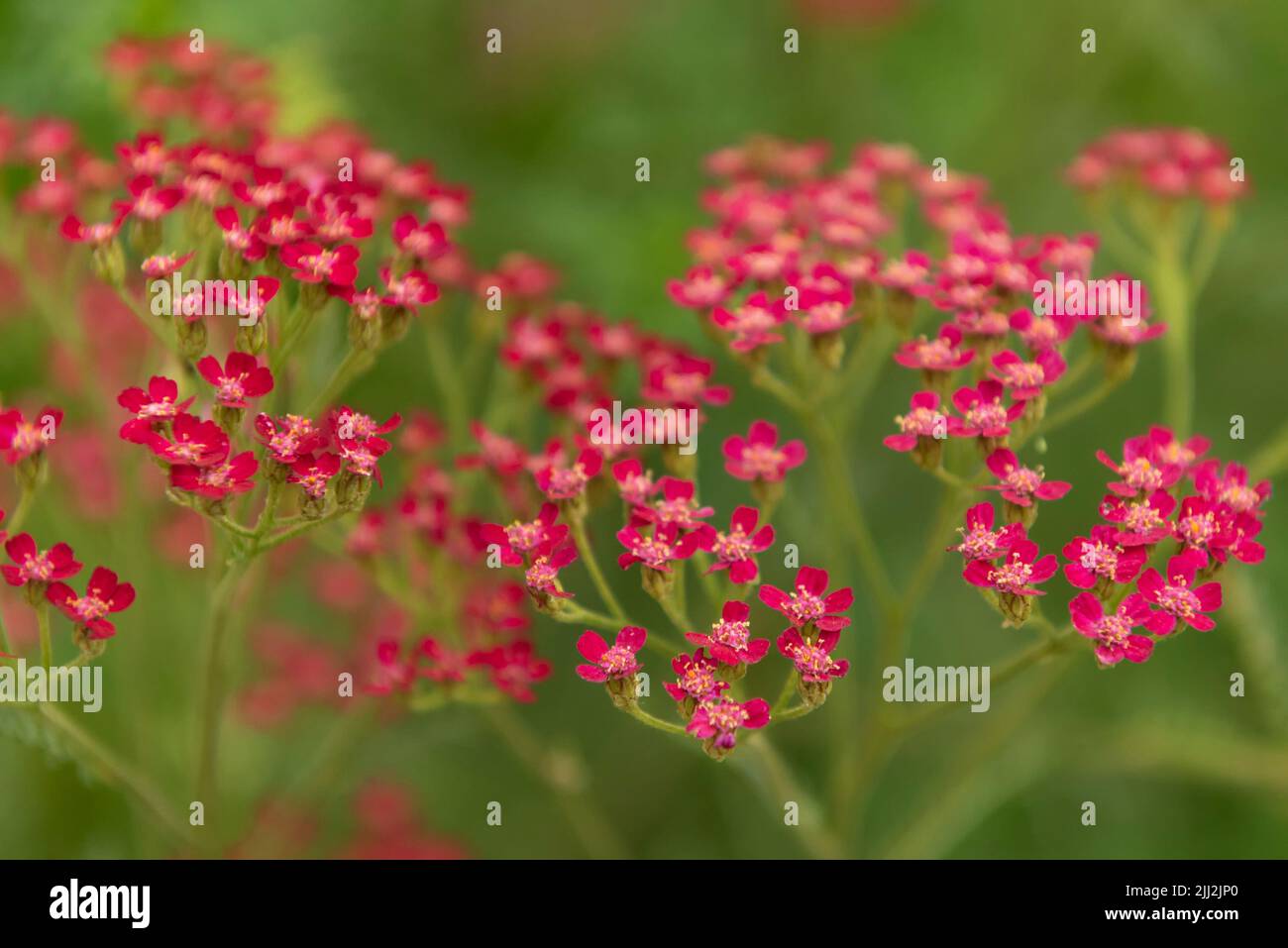 Achillea rossa o yarrows Foto Stock