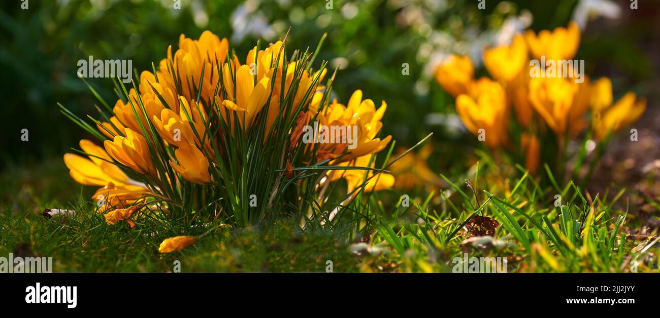 Primo piano di piante di crocus velenose gialle che crescono in terra ricca di minerali, nutritiva in giardino privato, paesaggistico e appartato. Dettagli testurizzati di Foto Stock