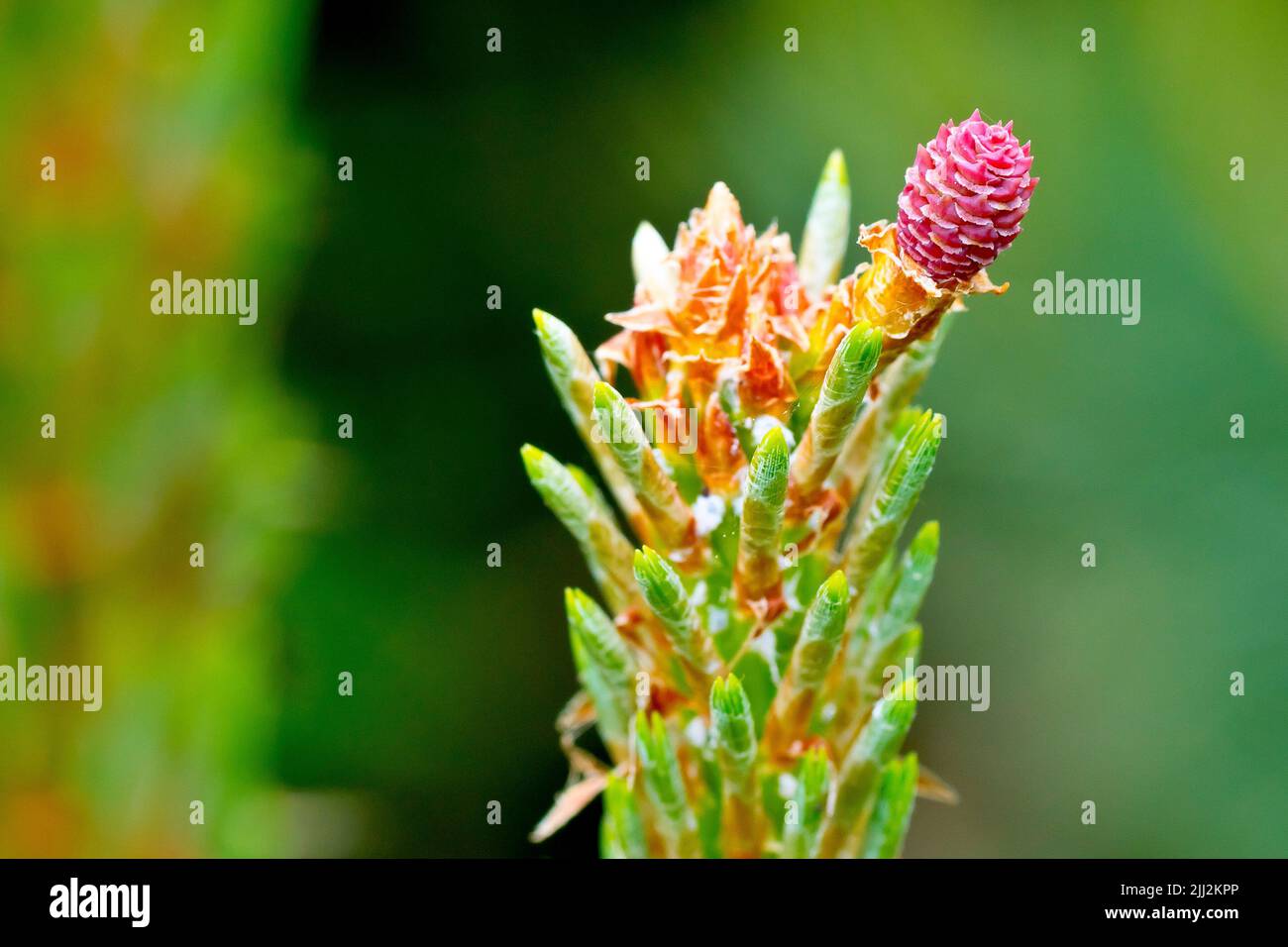 Pino di Scot (pinus sylvestris), primo piano del piccolo fiore rosa femminile dell'albero che appare alla fine di nuovi rami in primavera. Foto Stock