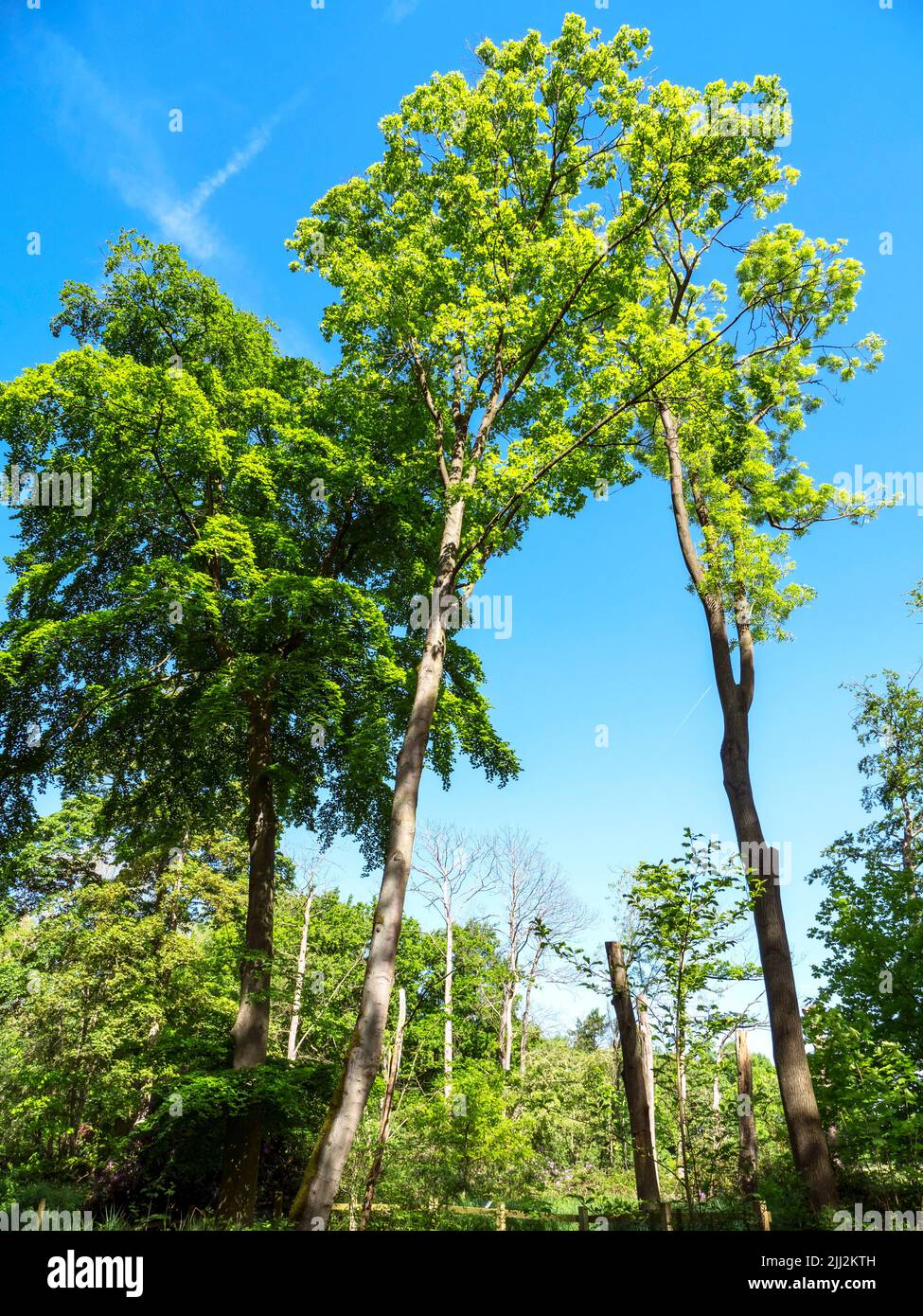 Alberi alti in un bosco con foglie di primavera e un cielo blu Foto Stock