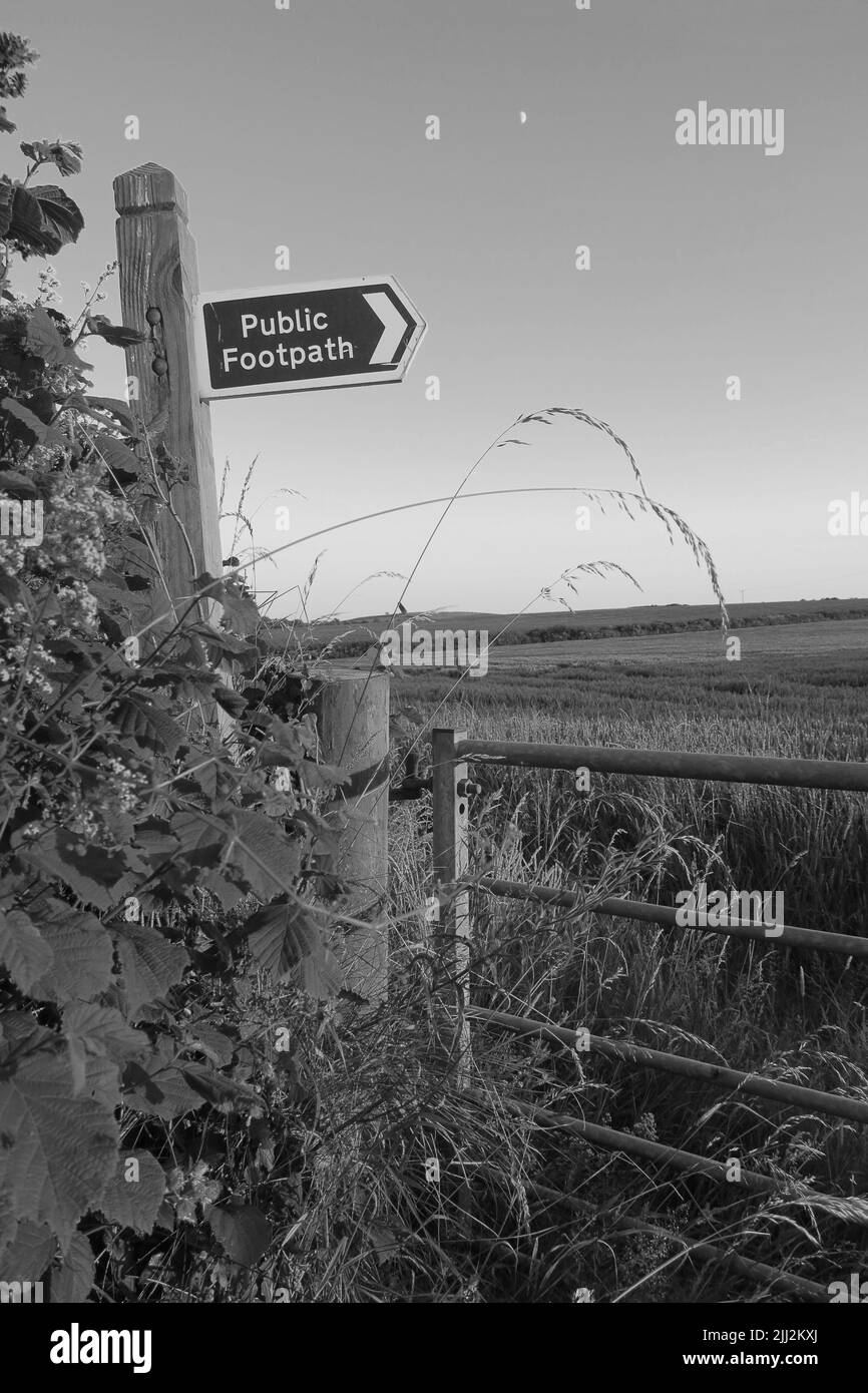 Tarda sera e la luna è alta nel cielo. I hedgerows sono cresciuti. Sentiero pubblico... Dovrai superare la crescita di quest'anno. Foto Stock