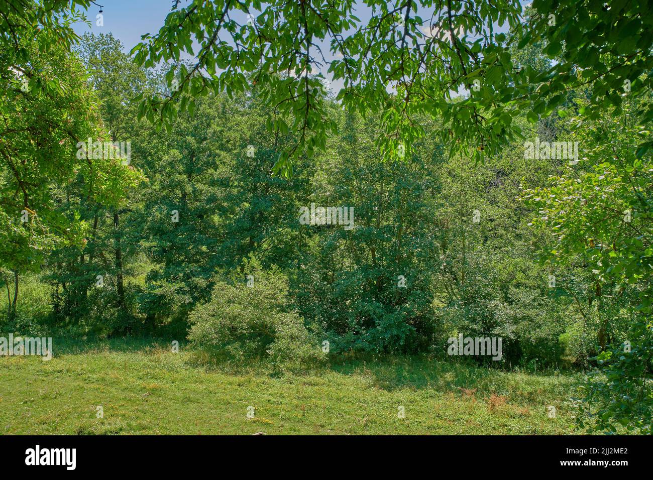 Vista paesaggio di alberi verdi in una foresta o parco in una giornata estiva soleggiata. Bella macchia isolata e incolta che cresce all'aperto nella natura Foto Stock