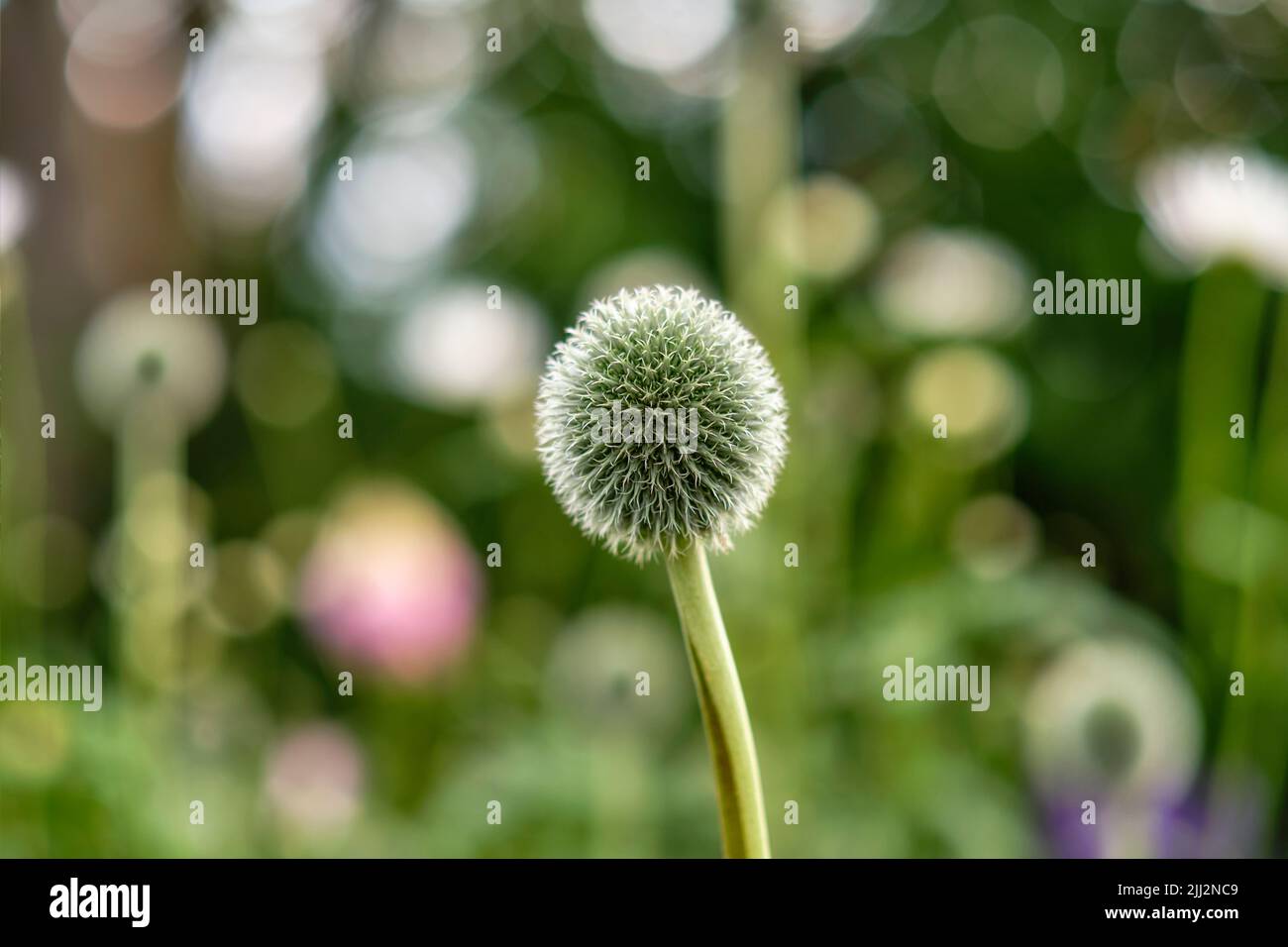 Blue Globe Thistle Fiore in natura contro un verde sfocato parco o giardino lussureggiante in estate. Echinops primo piano noto come il perenne stalwart o. Foto Stock